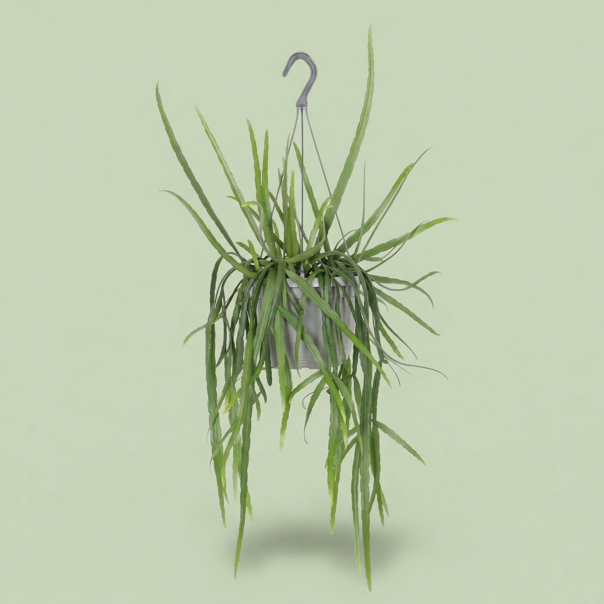 Lepismium Bolivianum L - plants