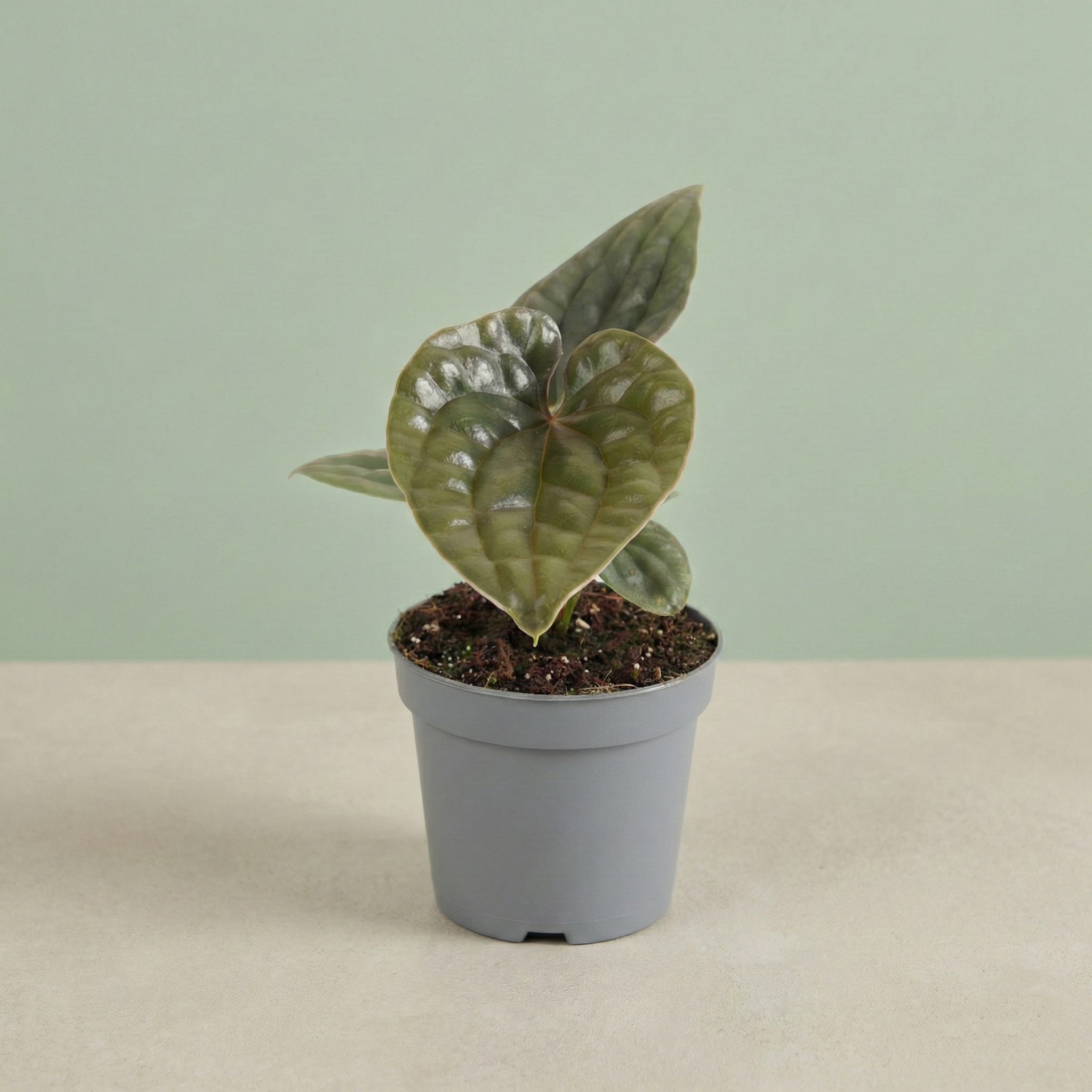 Anthurium Luxurians x Radicans