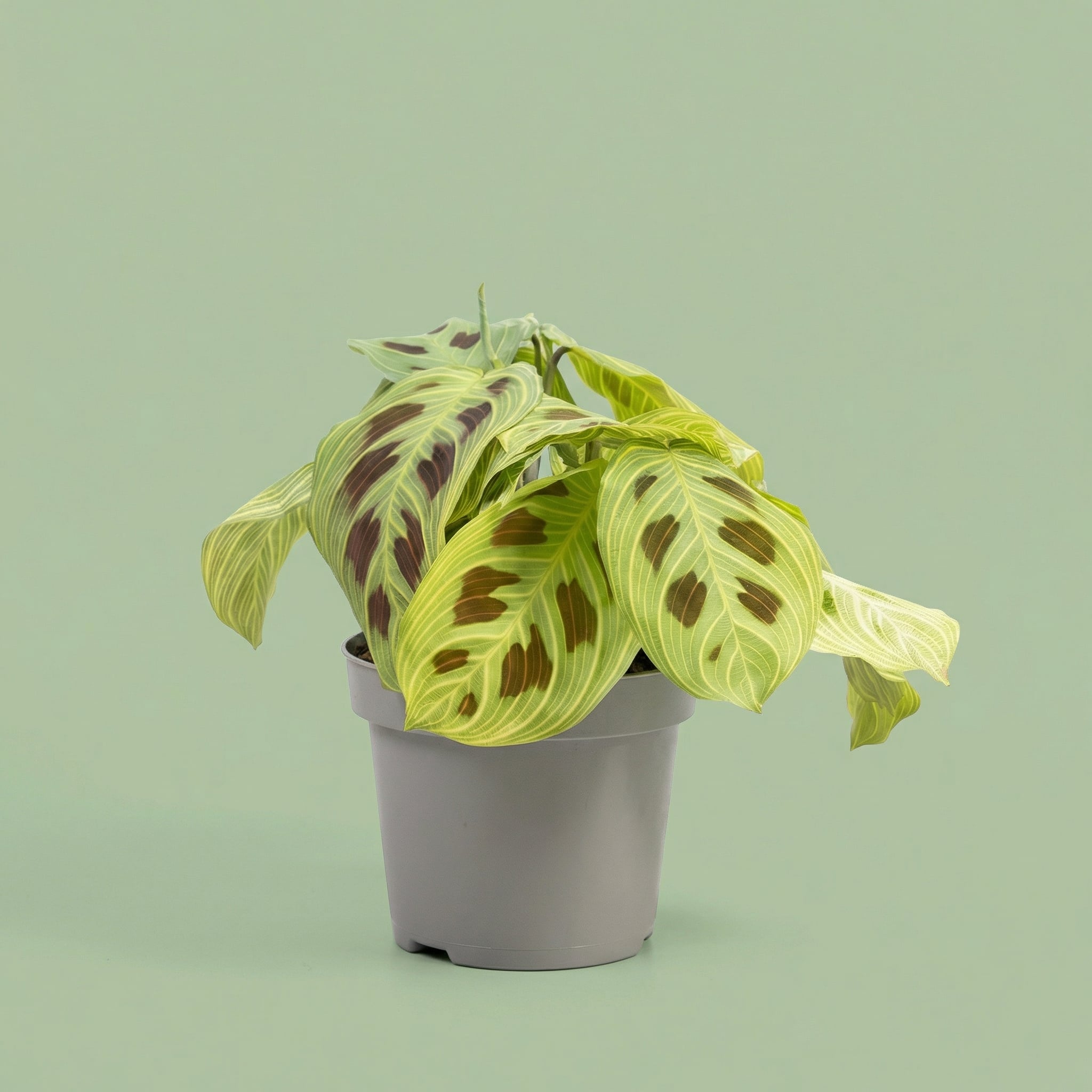 Maranta Leuconeura Kerchoveana M - plants