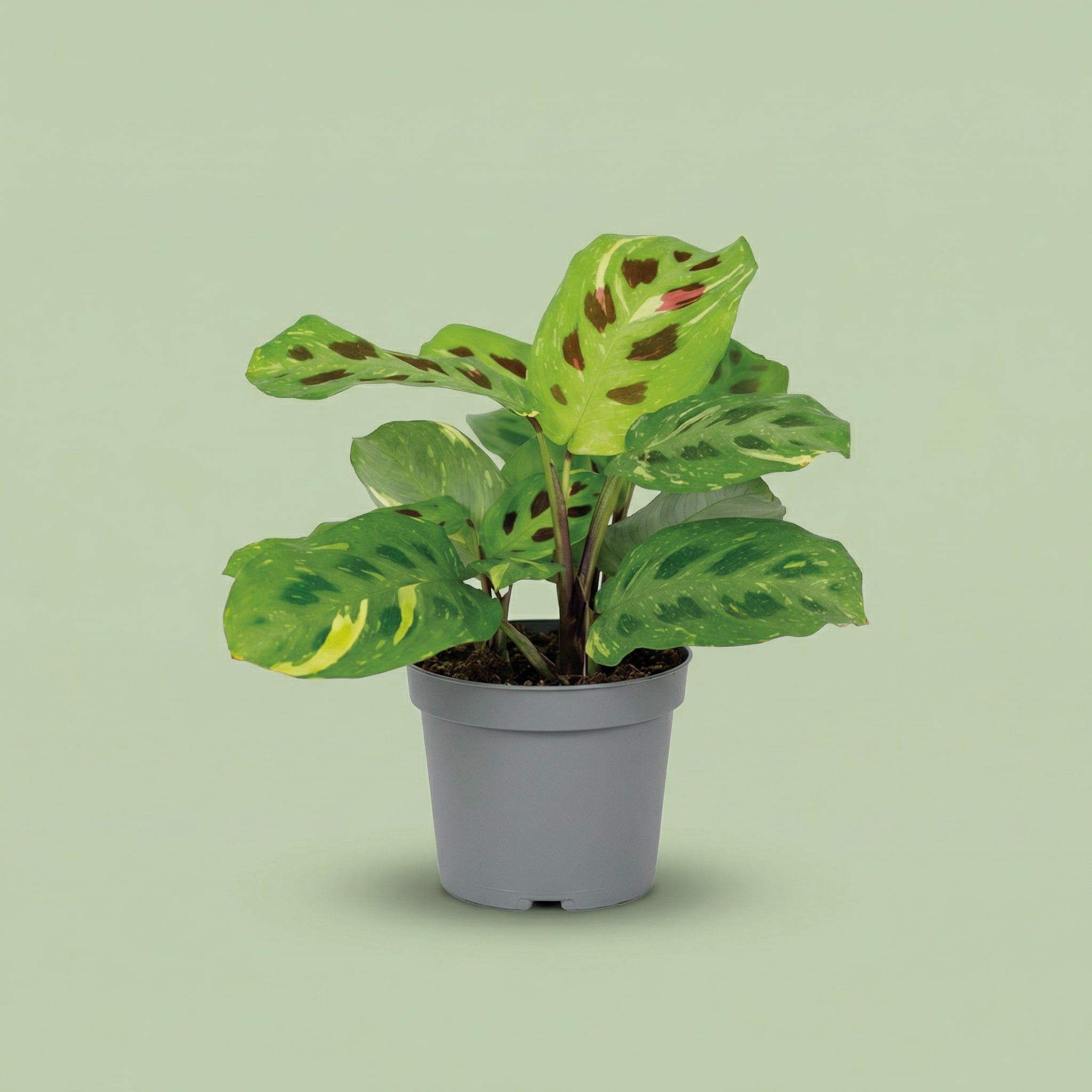 Maranta Leuconeura Kerchoveana Variegata M - plants