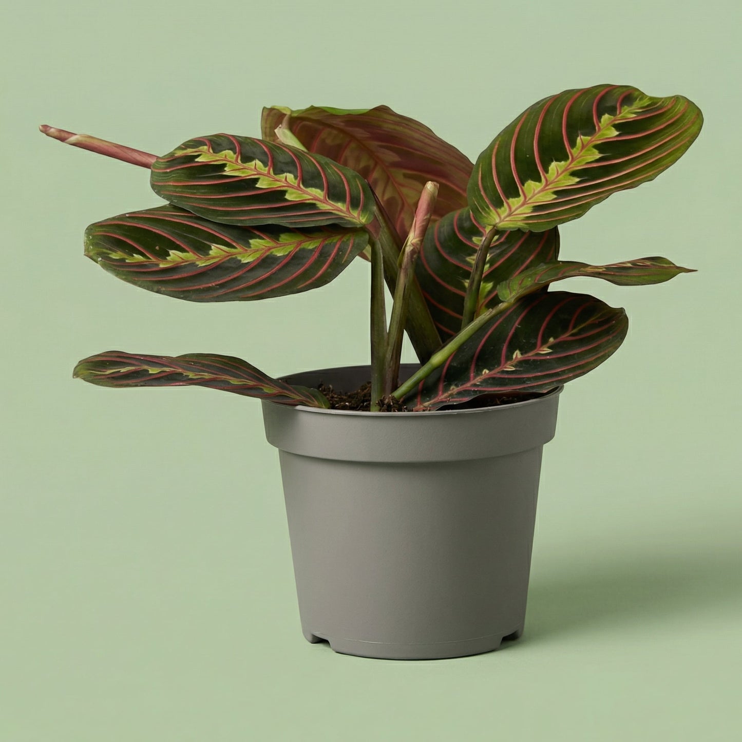 Maranta Leuconeura 'Tricolor' M - plants