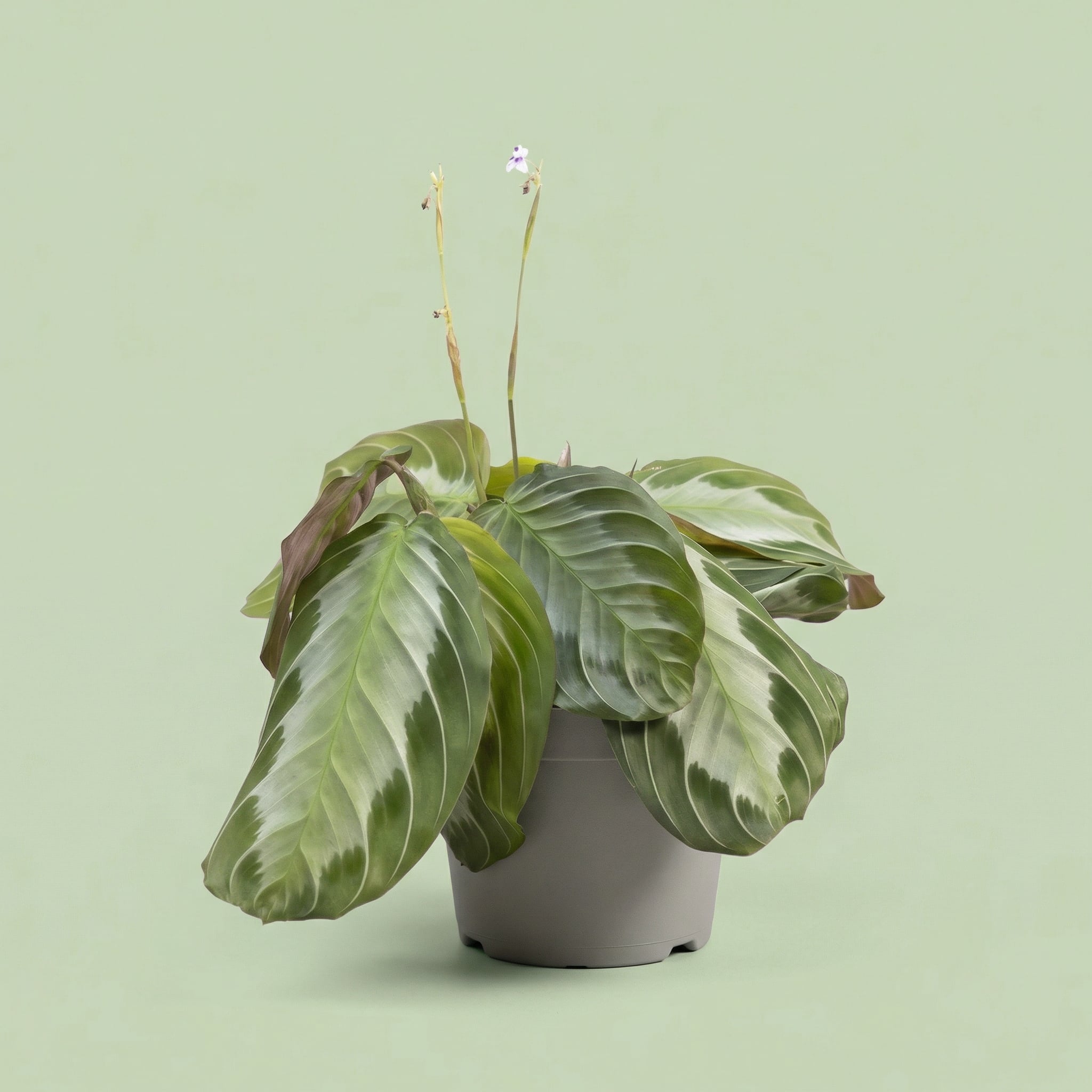 Maranta Silver Band M - plants