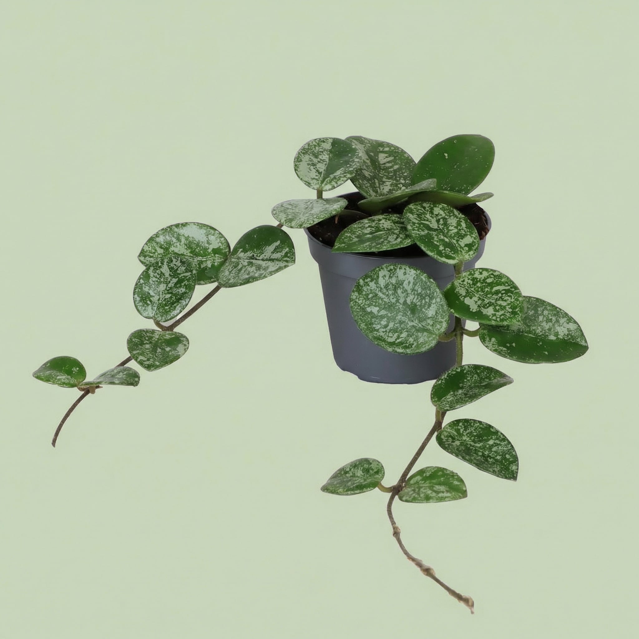 MM-MEC-0259 - plants