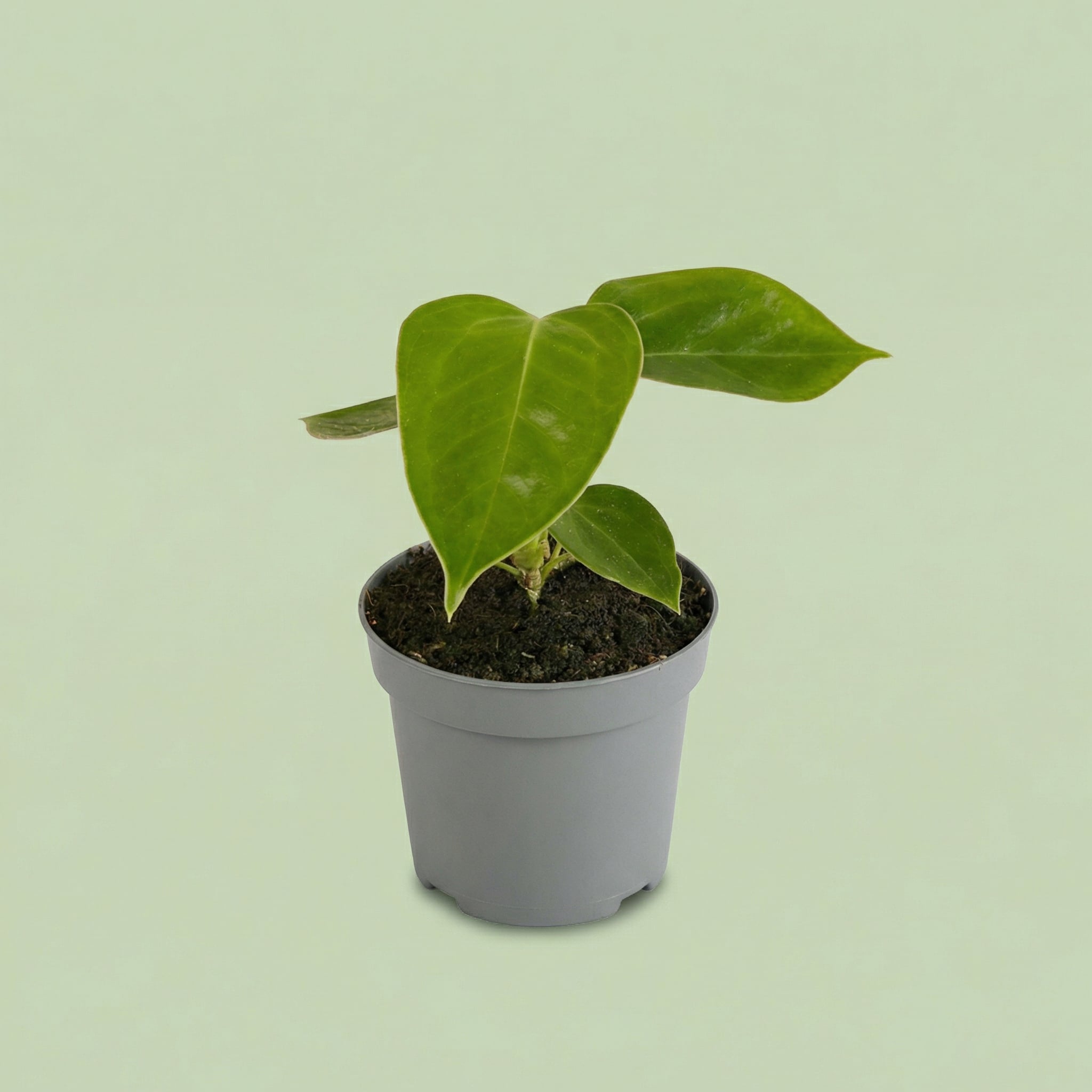 MM-MEC-0338 - plants