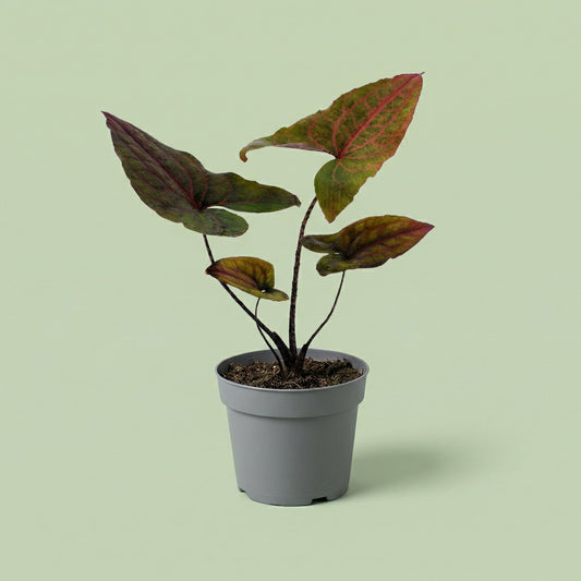 MM-MEC-0350 - plants