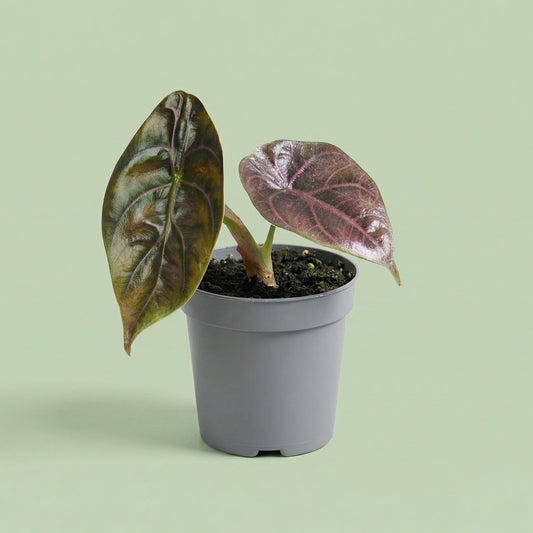 MM-MEC-0467 - plants