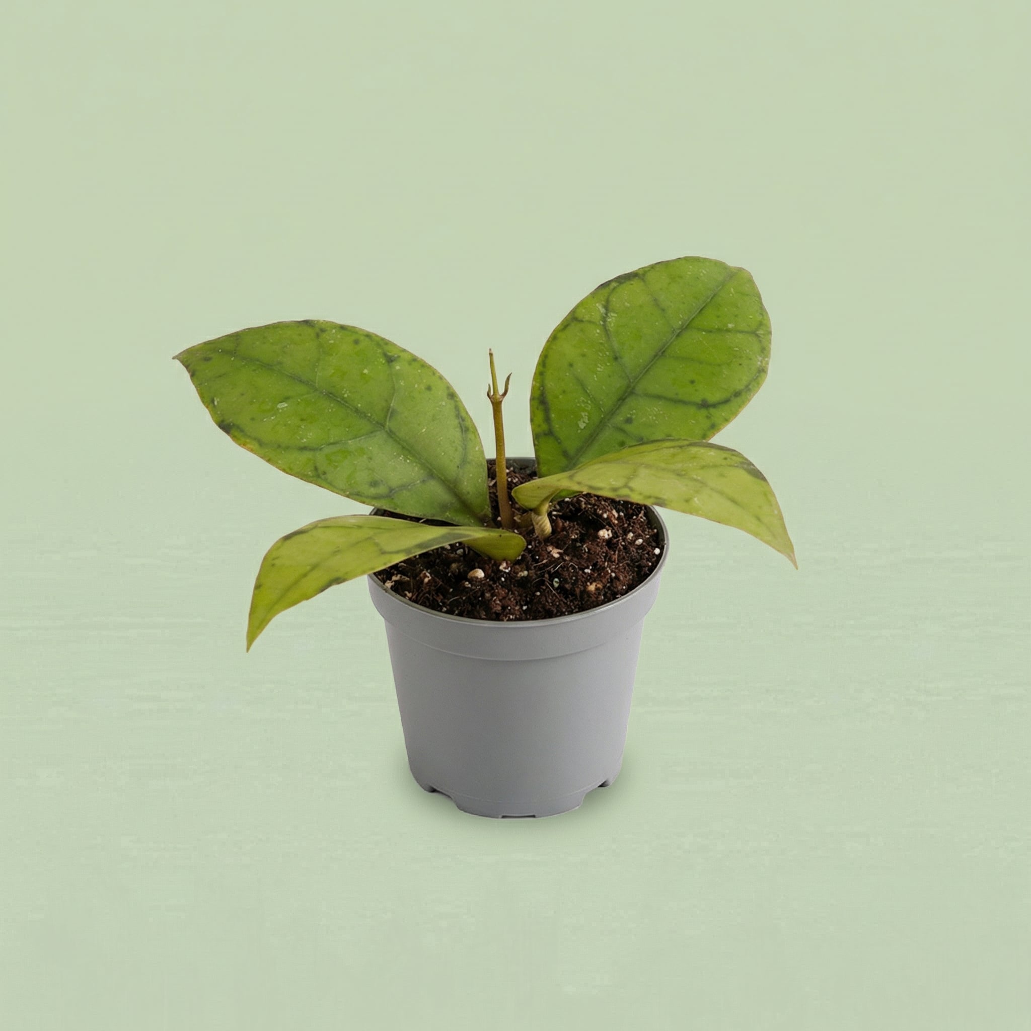 MM-MEC-0493 - plants