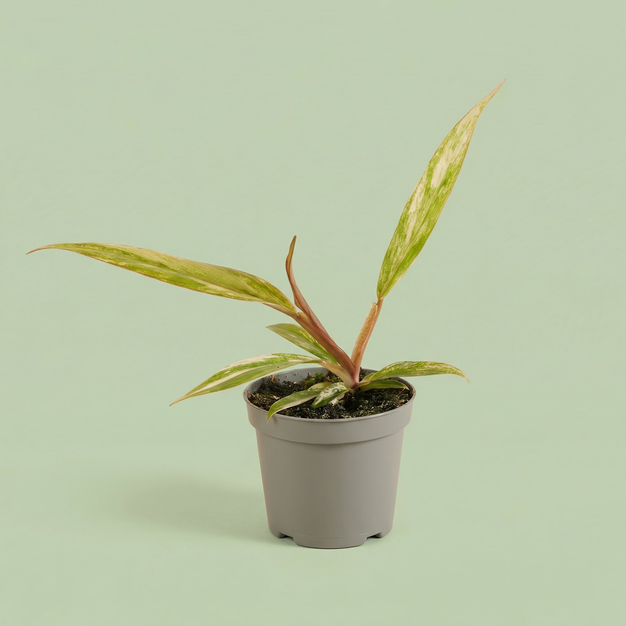 MM-MEC-0855 - plants