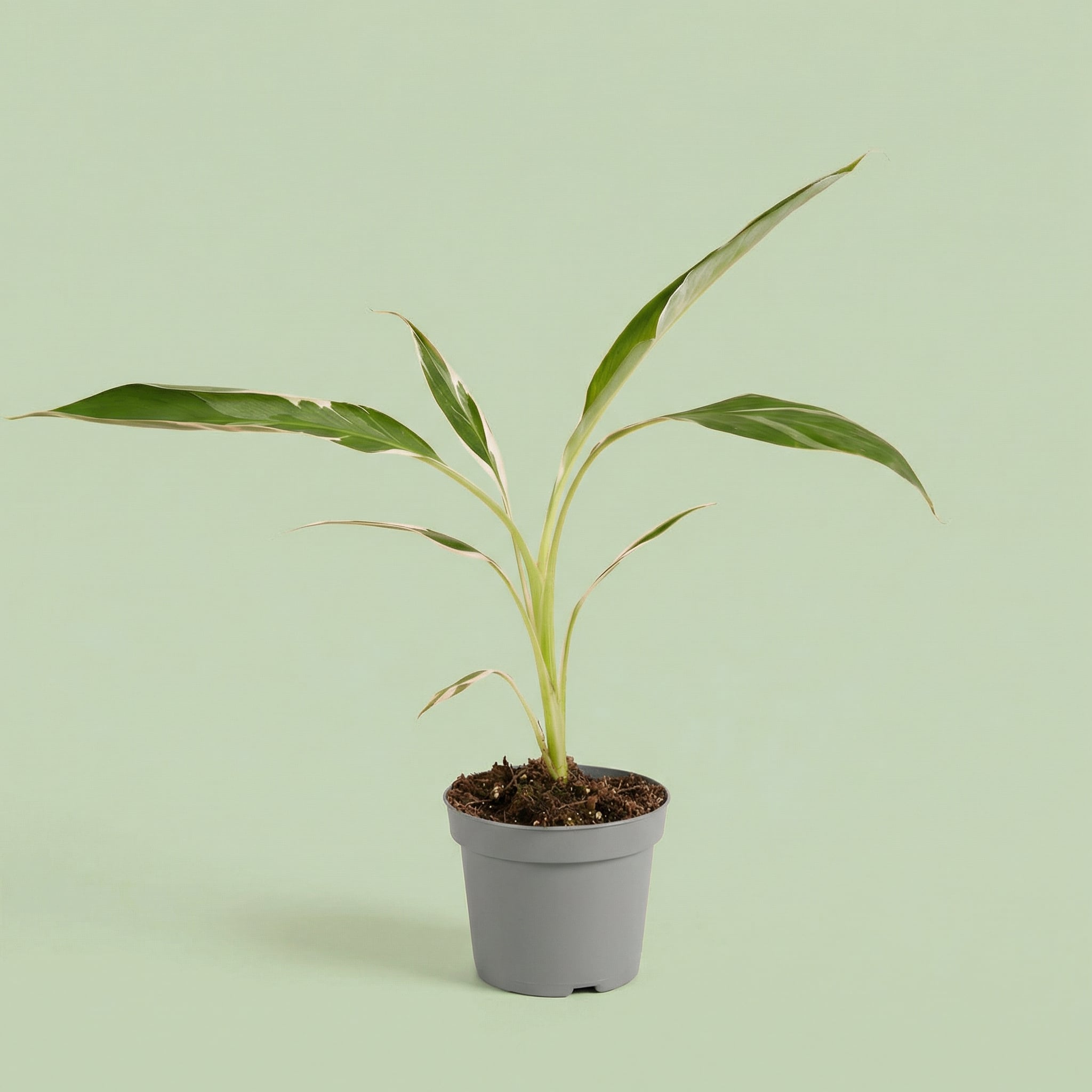 MM-MEC-1132 - plants