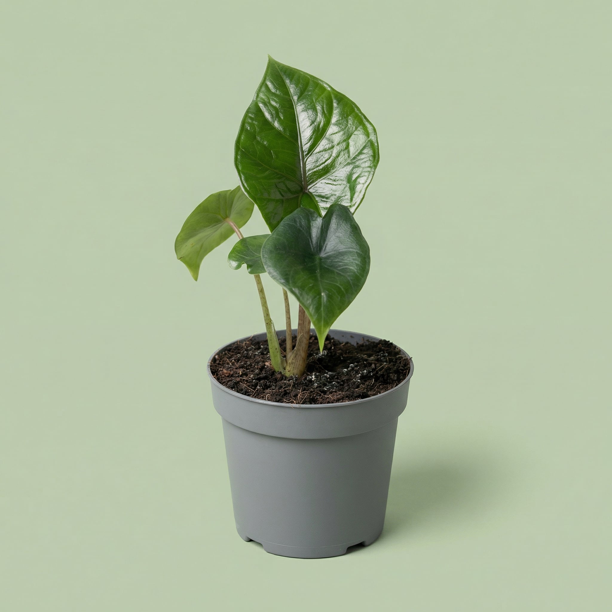 MM-MEC-1146 - plants