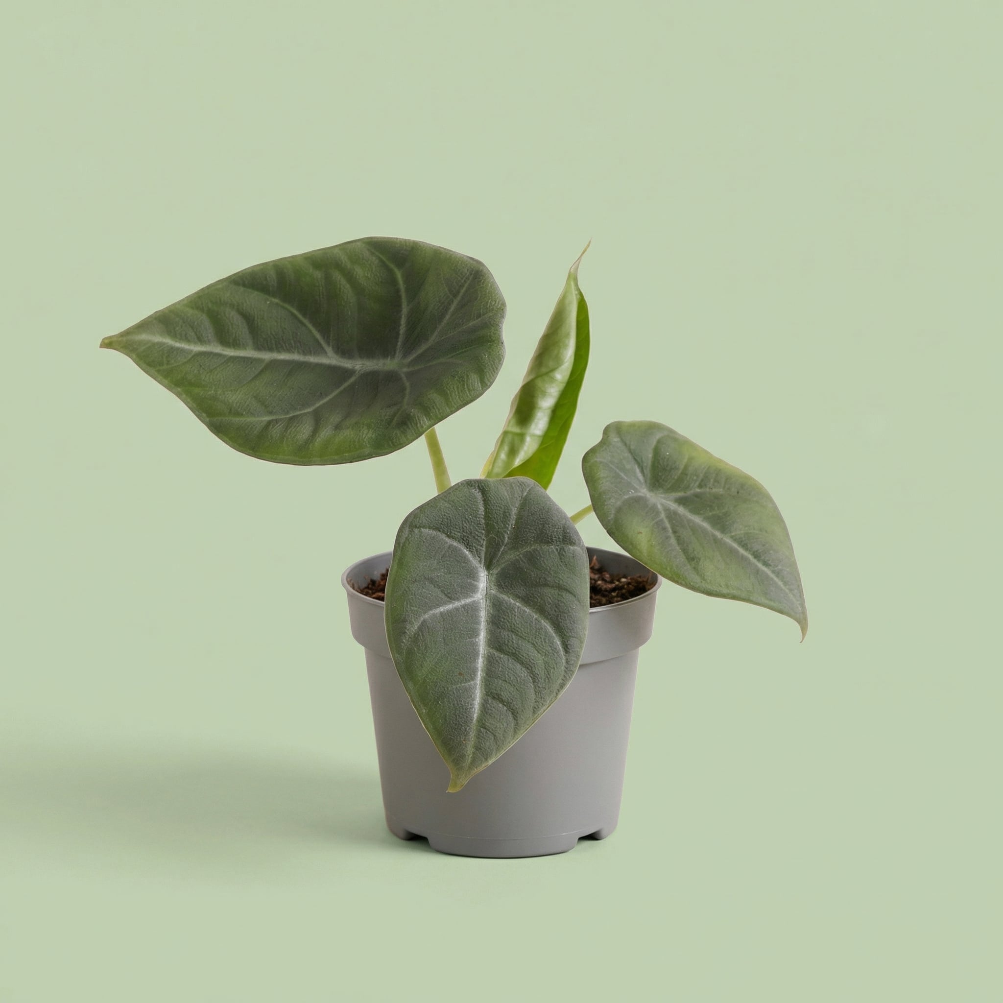 MM-MEC-1147 - plants