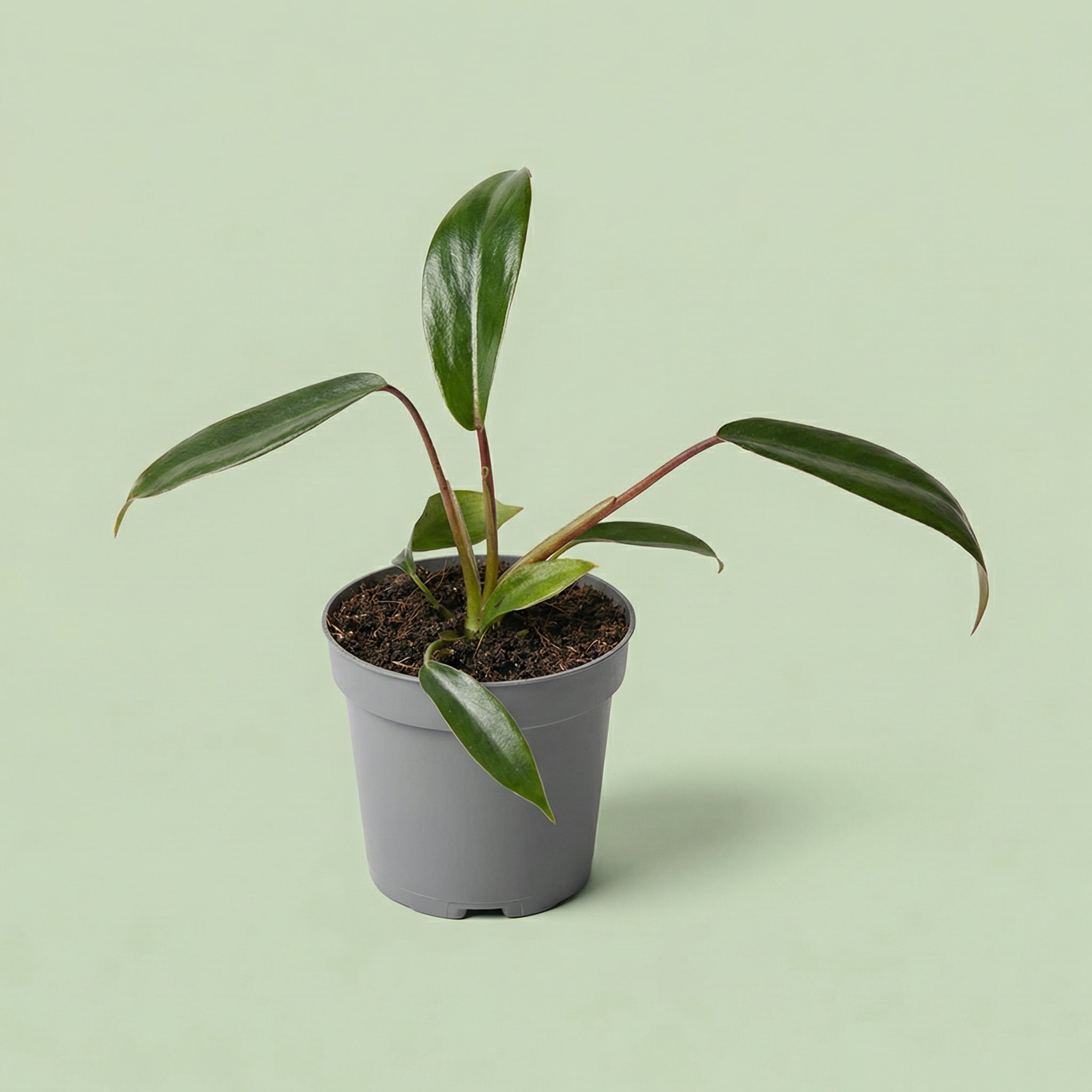 MM-MEC-1148 - plants