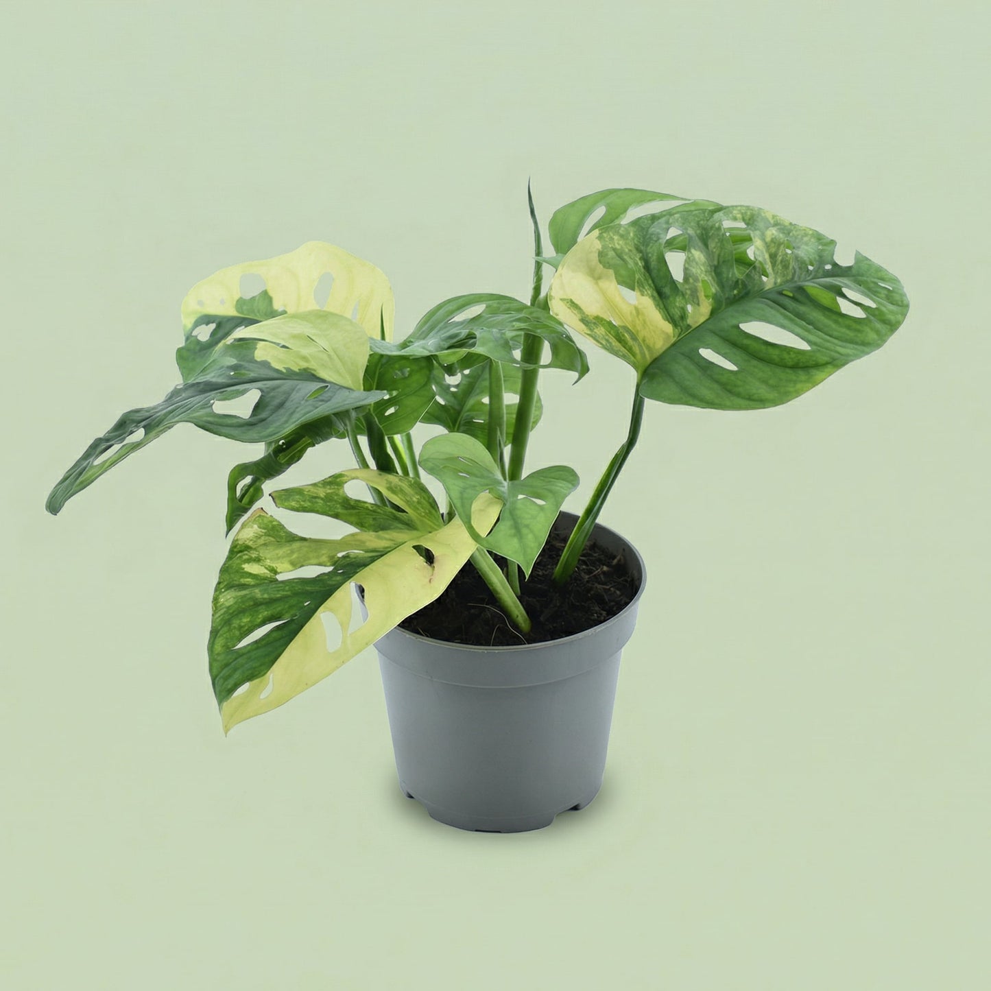 Monstera Adansonii Aurea Variegata M - plants
