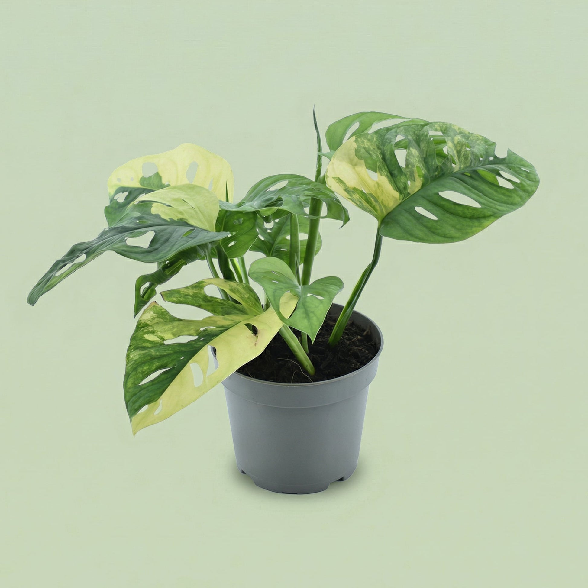 Monstera Adansonii Aurea Variegata M - plants