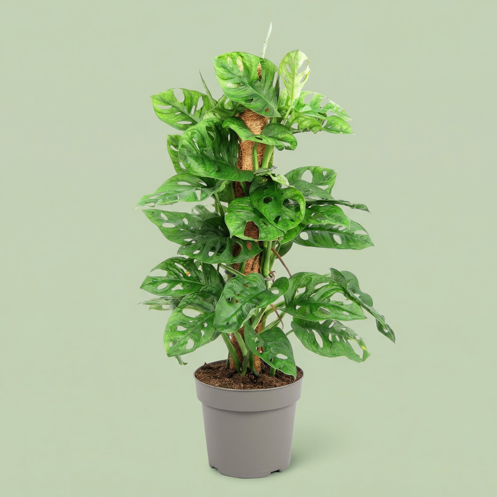 Monstera Adansonii M - plants