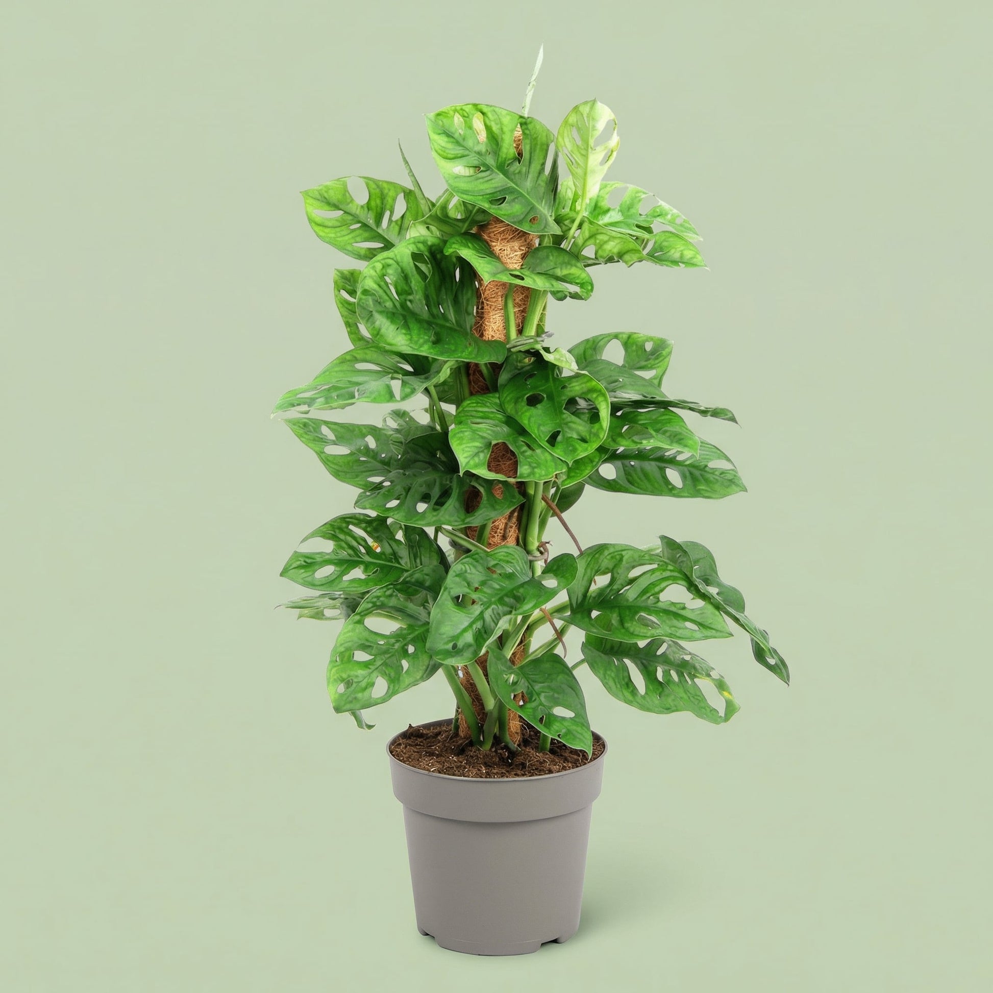 Monstera Adansonii M - plants