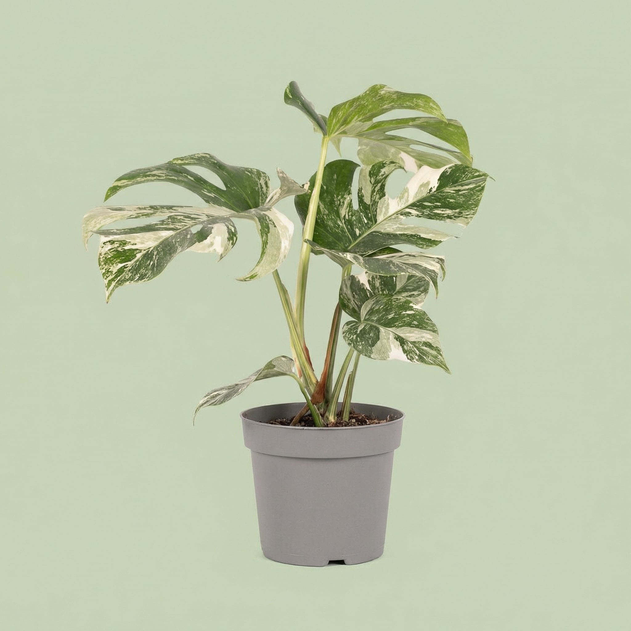 Monstera Albo Variegata M vista 2 - plants