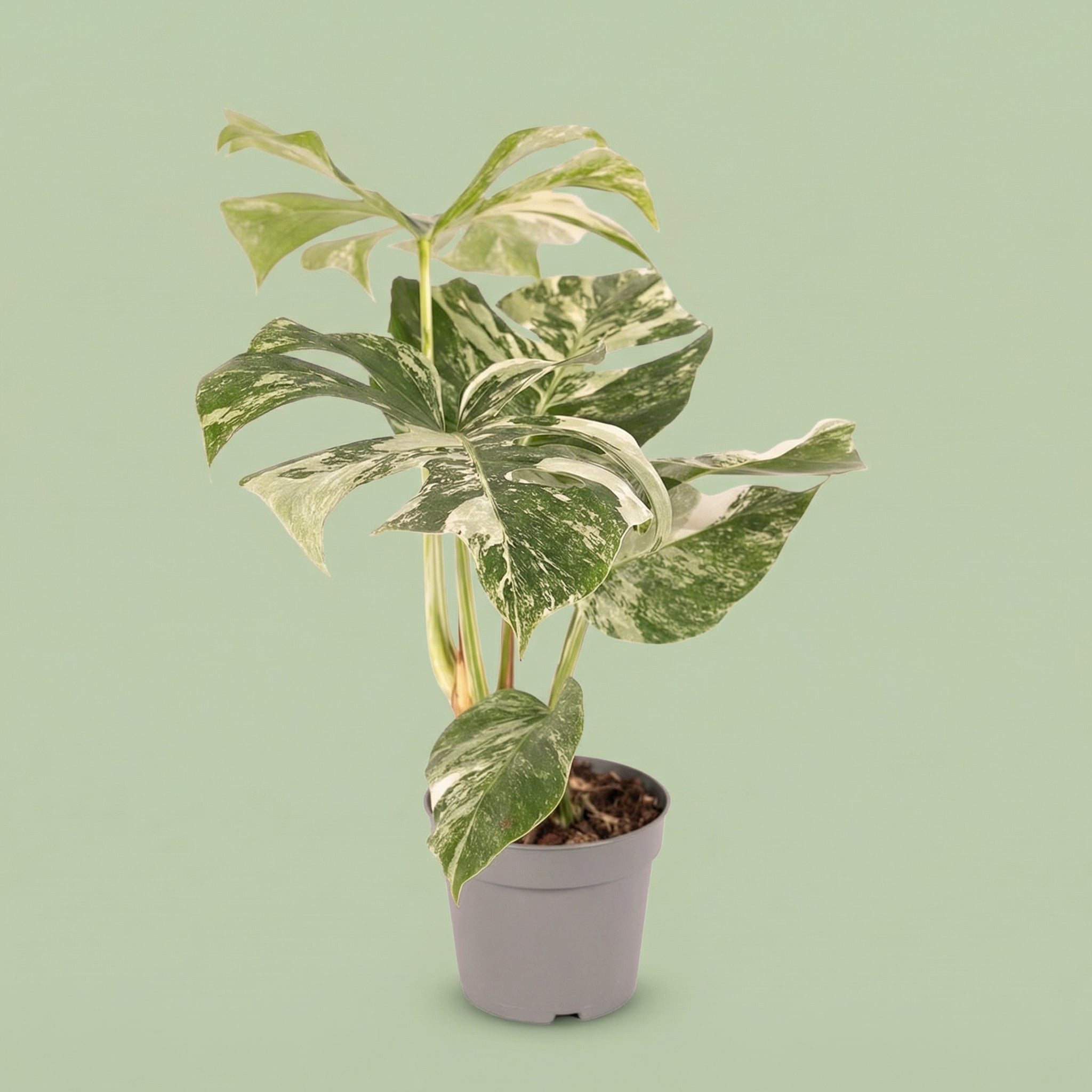 Monstera Albo Variegata M vista 4 - plants