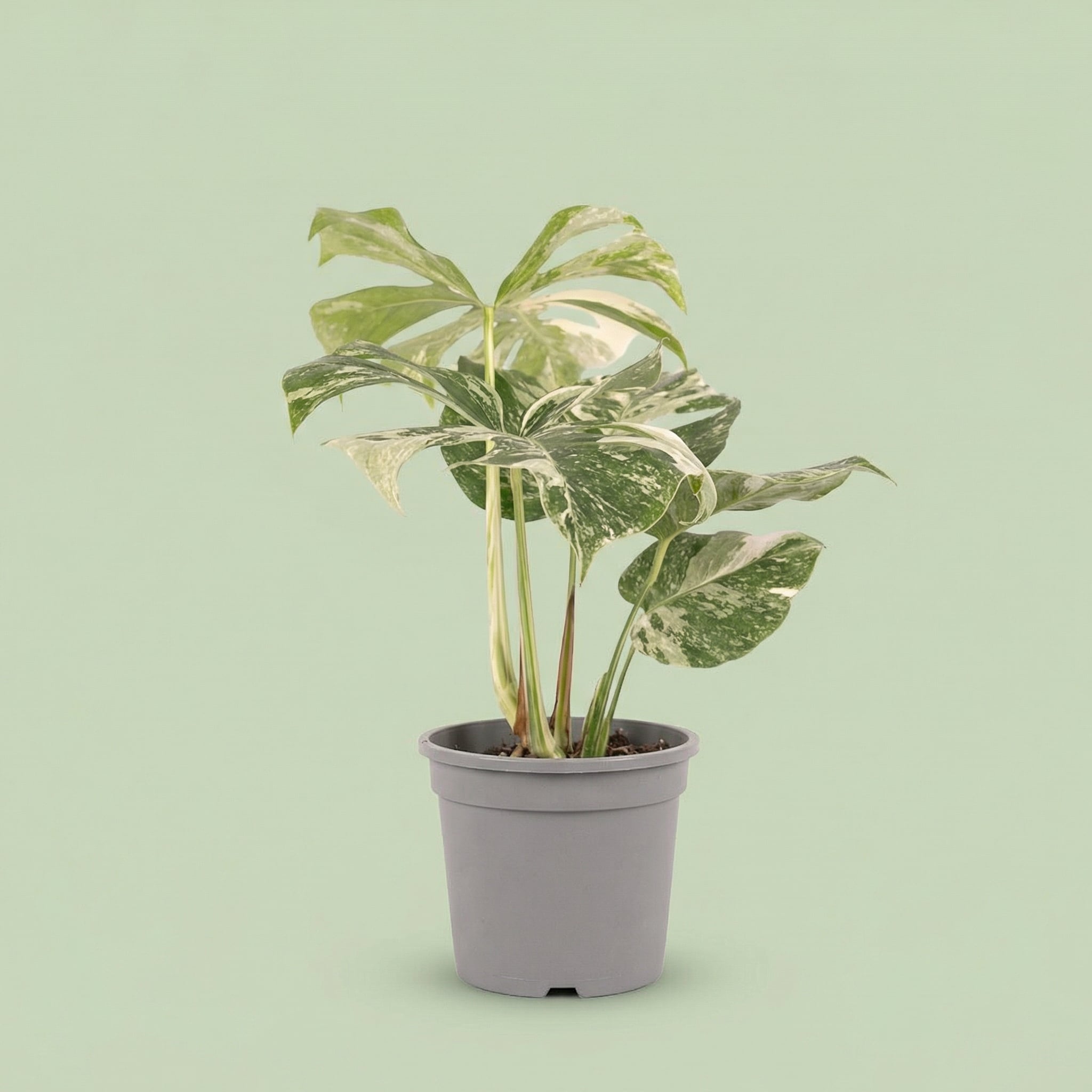 Monstera Albo Variegata M vista 5 - plants