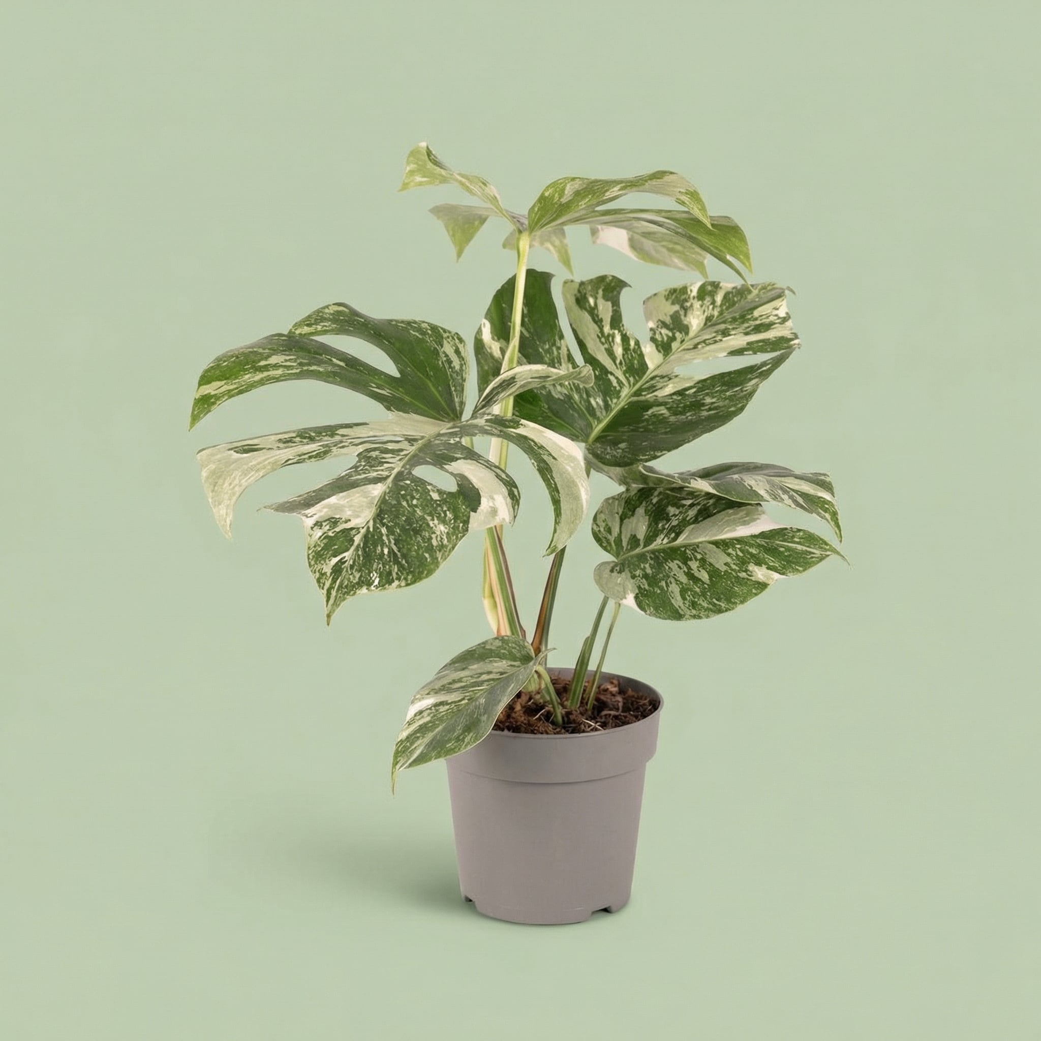 Monstera Albo Variegata M vista 6 - plants