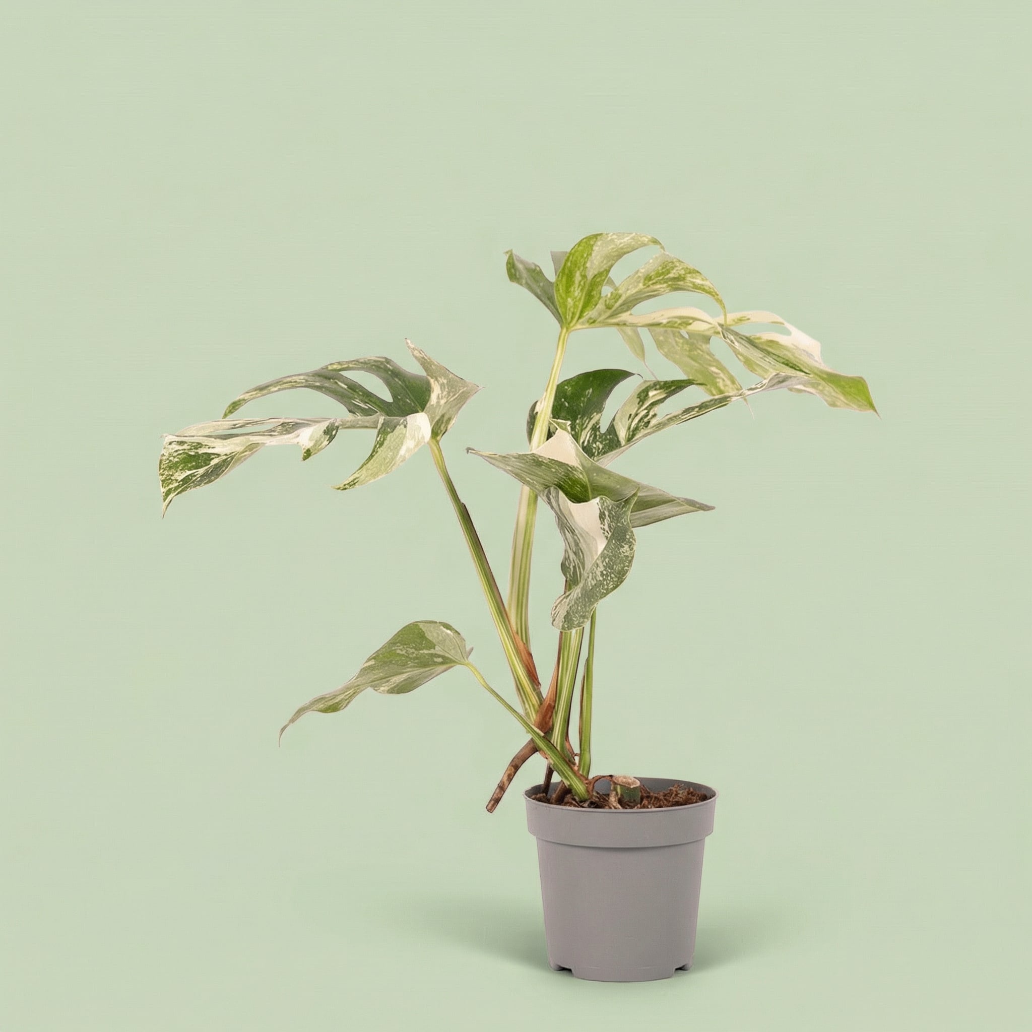 Monstera Albo Variegata M vista 8 - plants