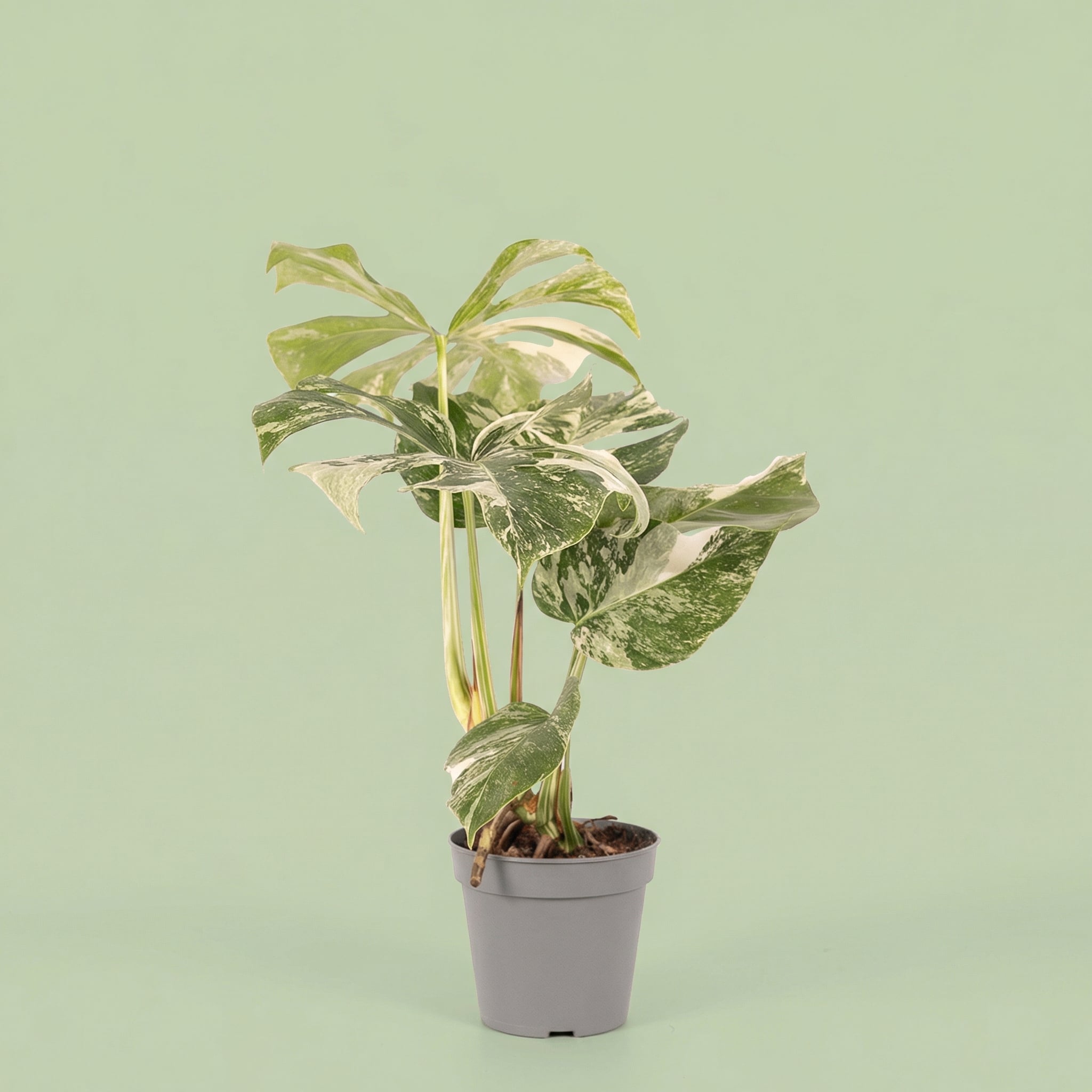 Monstera Albo Variegata M - plants