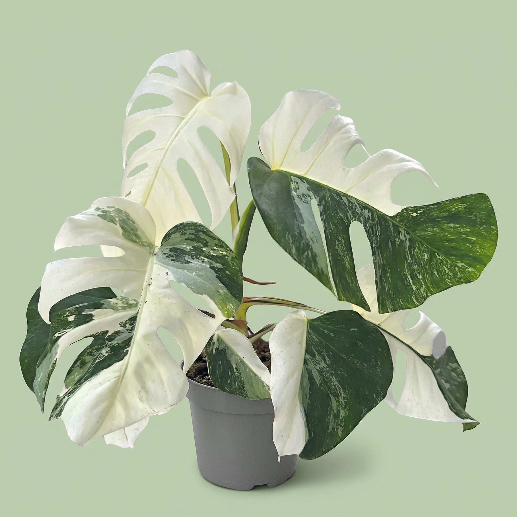 Monstera Albo Variegata Super White M - plants