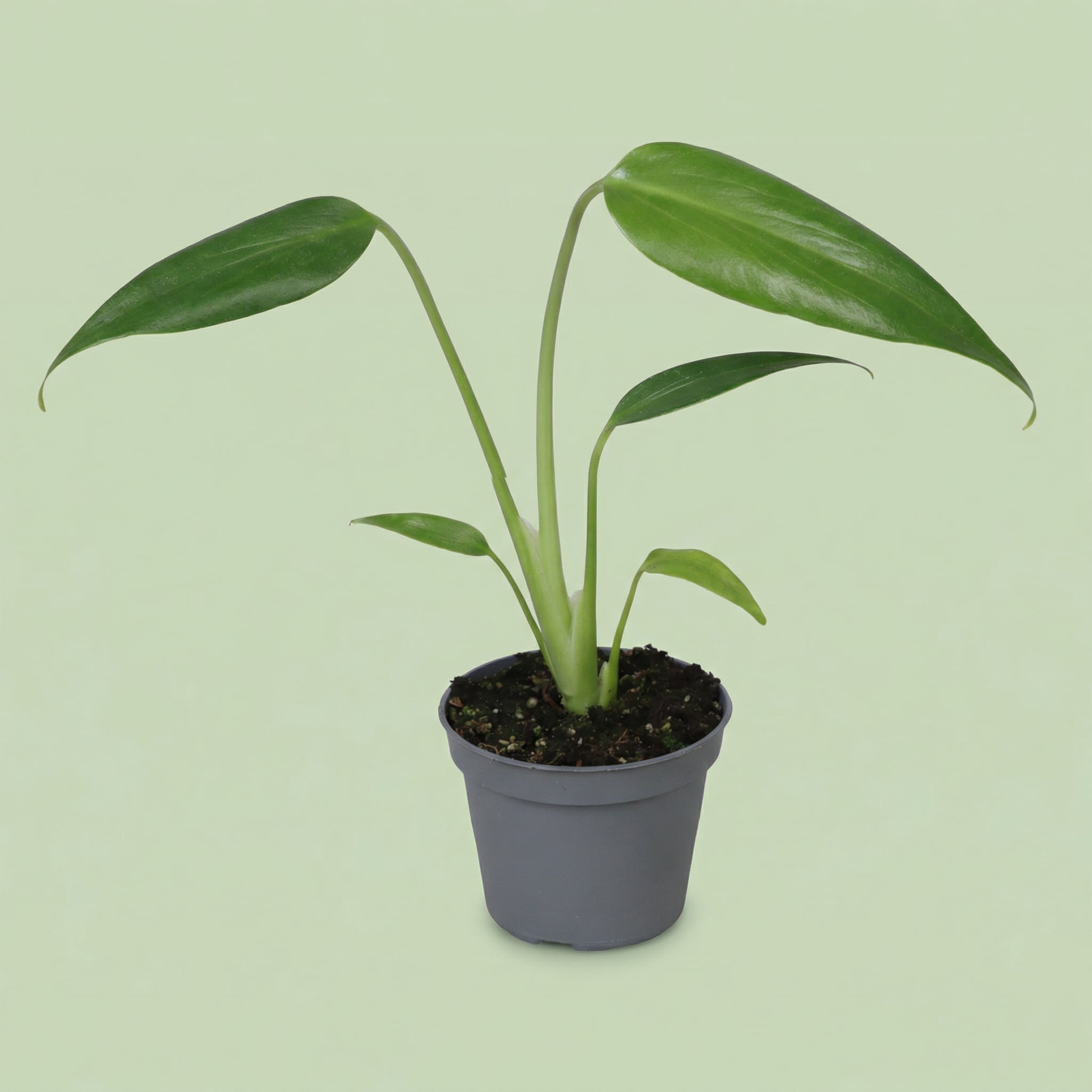 Monstera Burle Marx Flame XS - plants