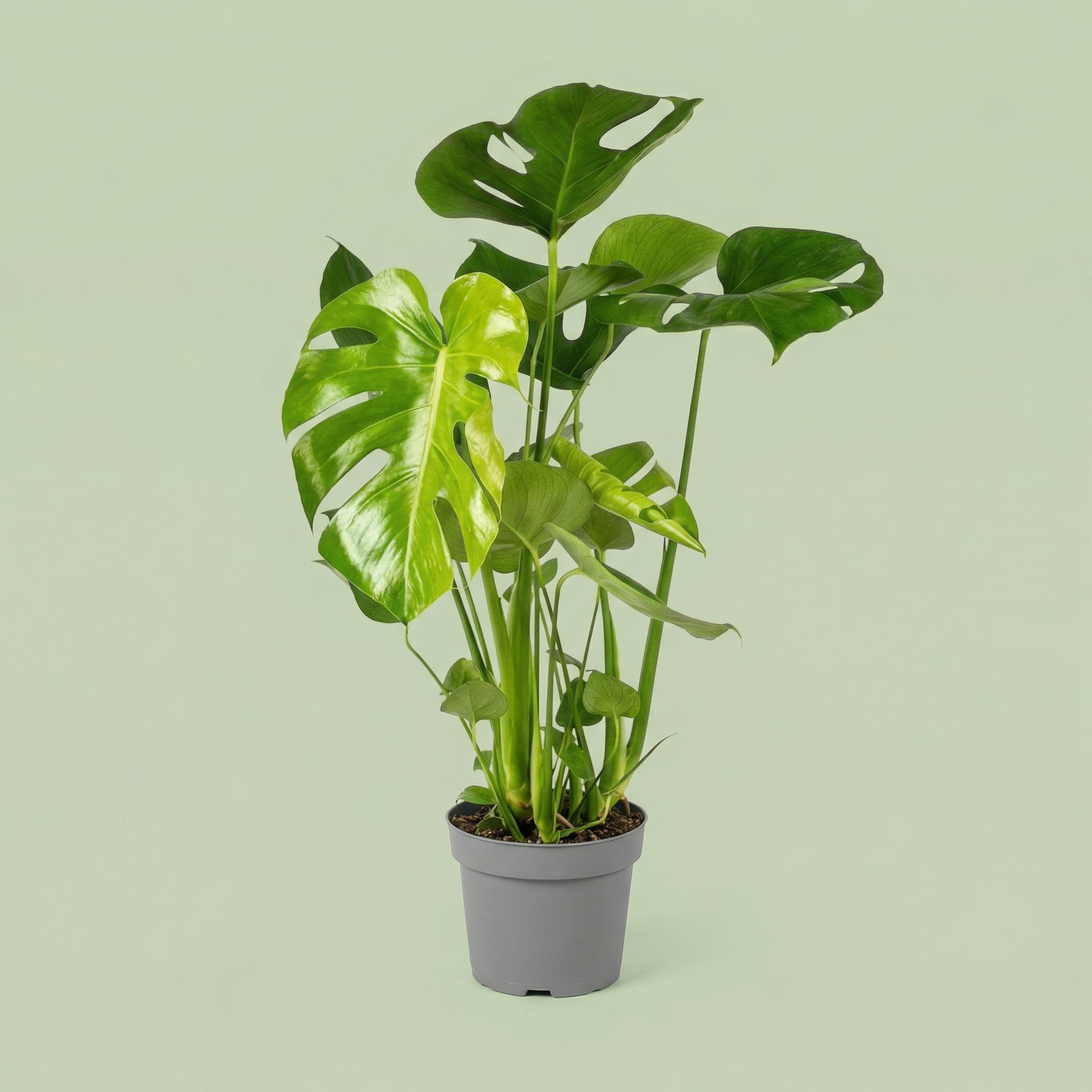 Monstera Deliciosa L - plants