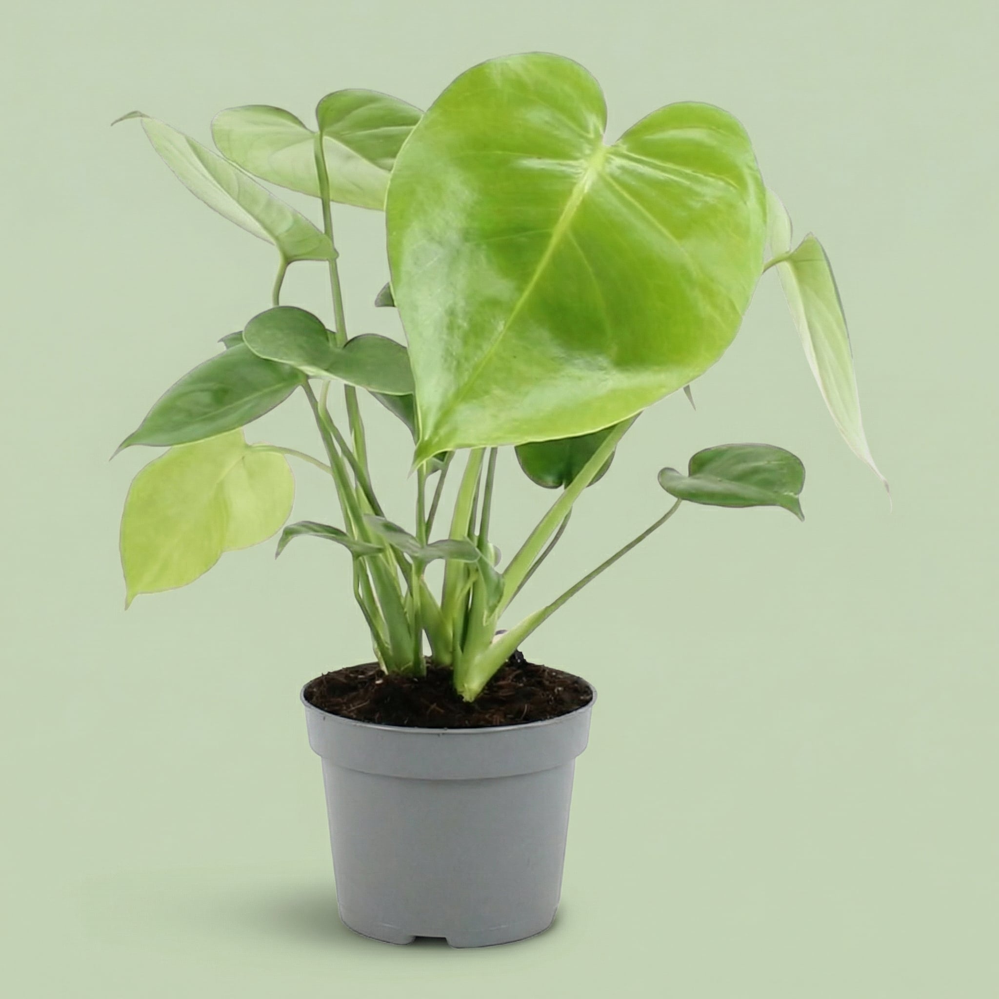 Monstera Deliciosa M - plants