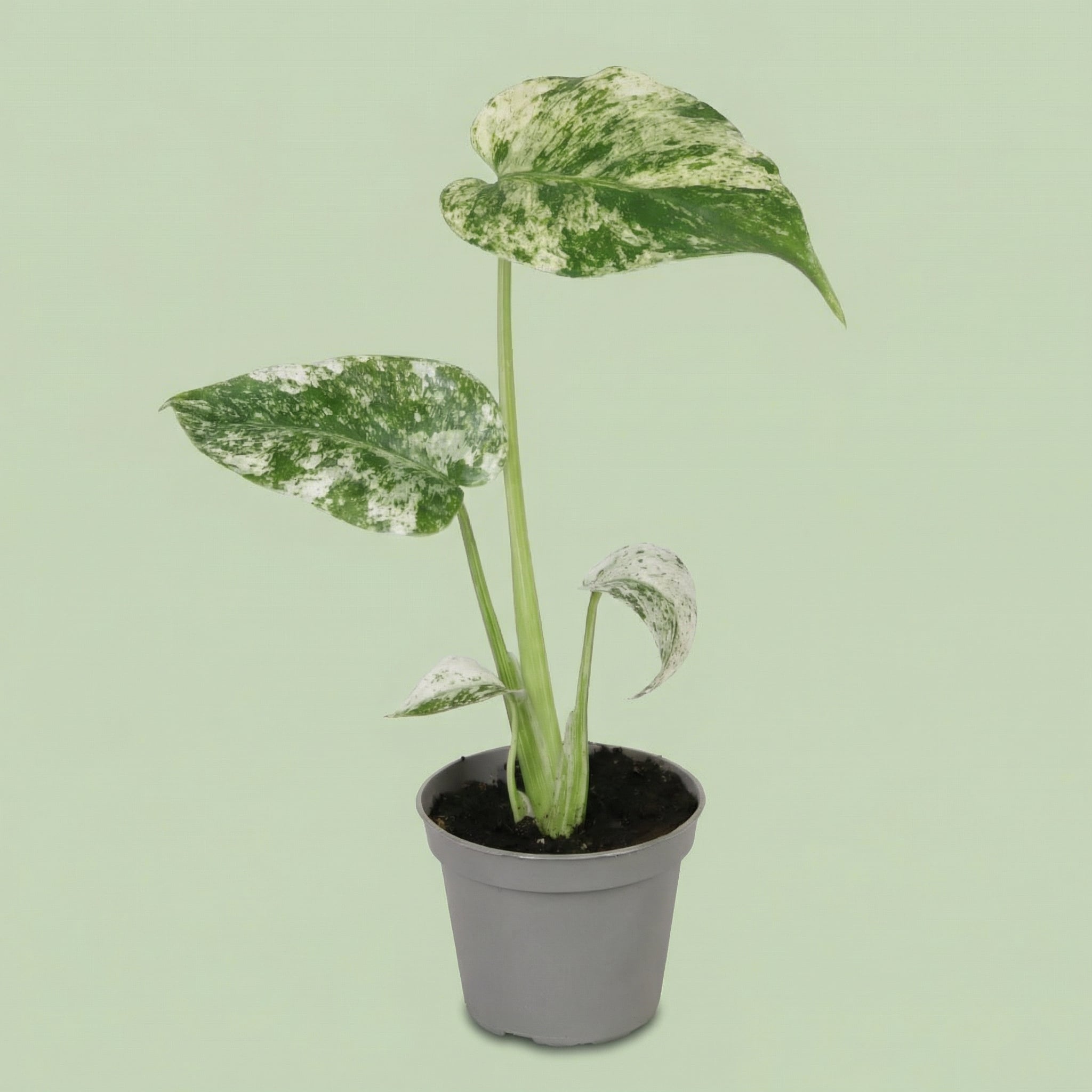 Monstera Deliciosa Mint Variegata XS - plants