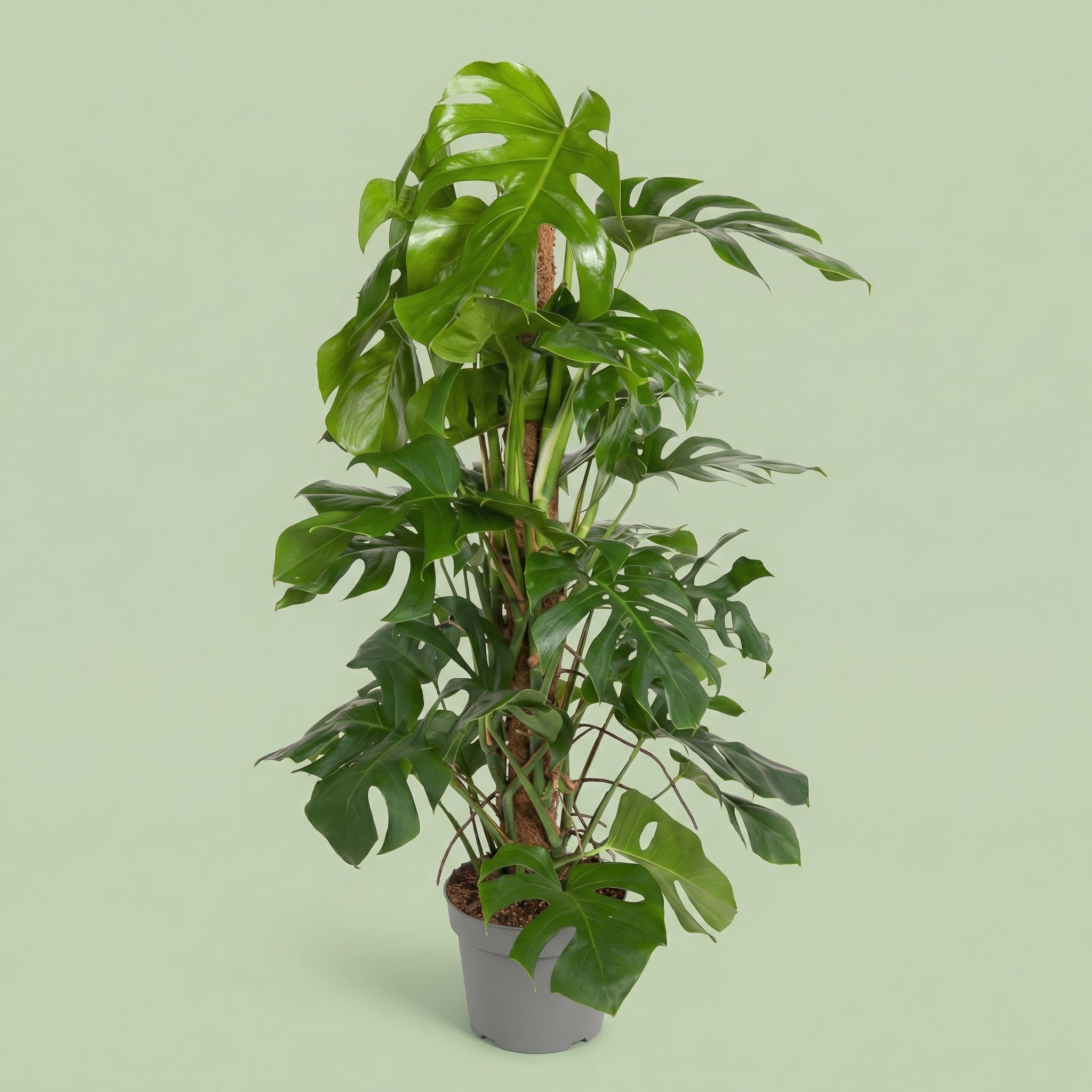 Monstera Deliciosa XL - plants