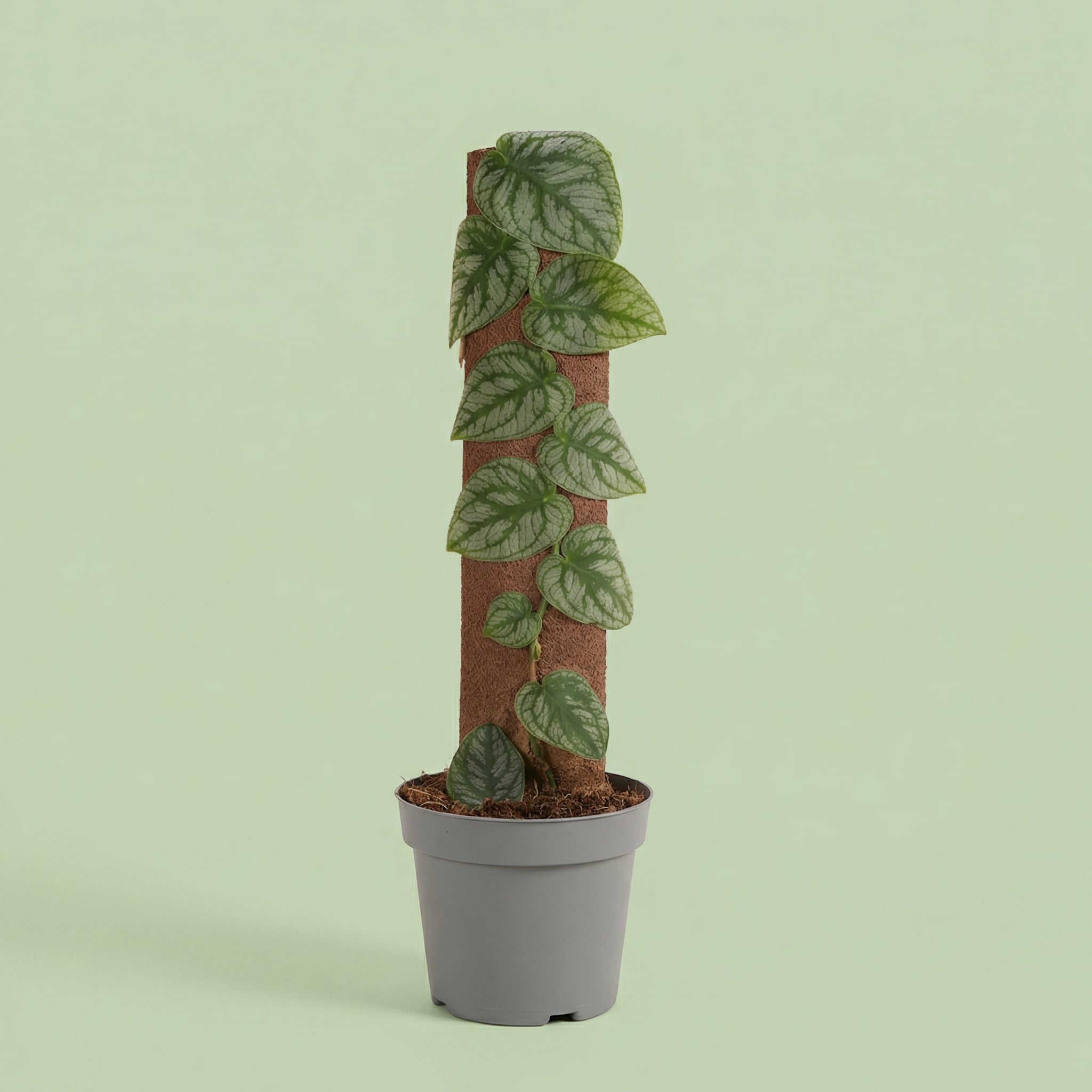 Monstera Dubia M - plants