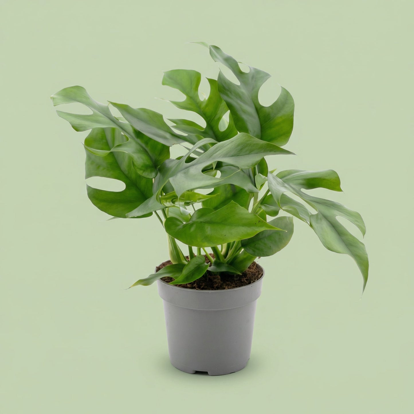 Monstera Minima M - plants