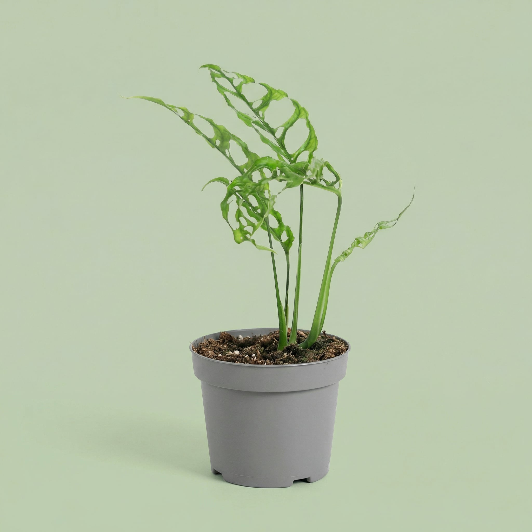 Monstera Obliqua M - plants