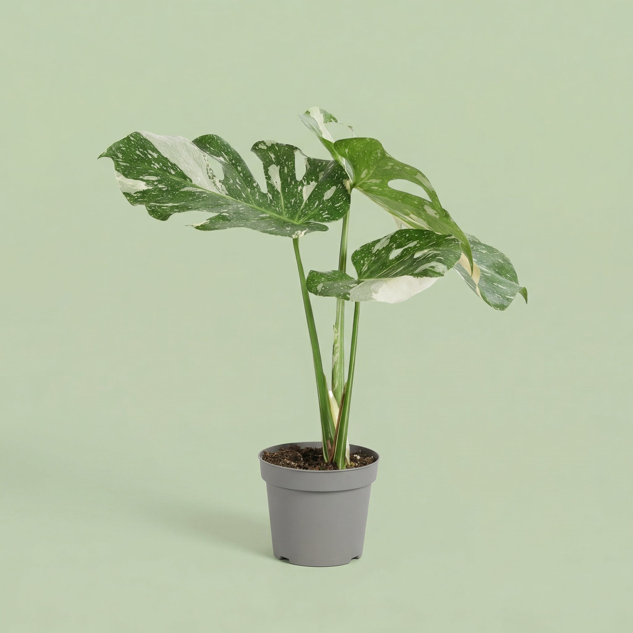 Monstera Thai Constellation M - plants