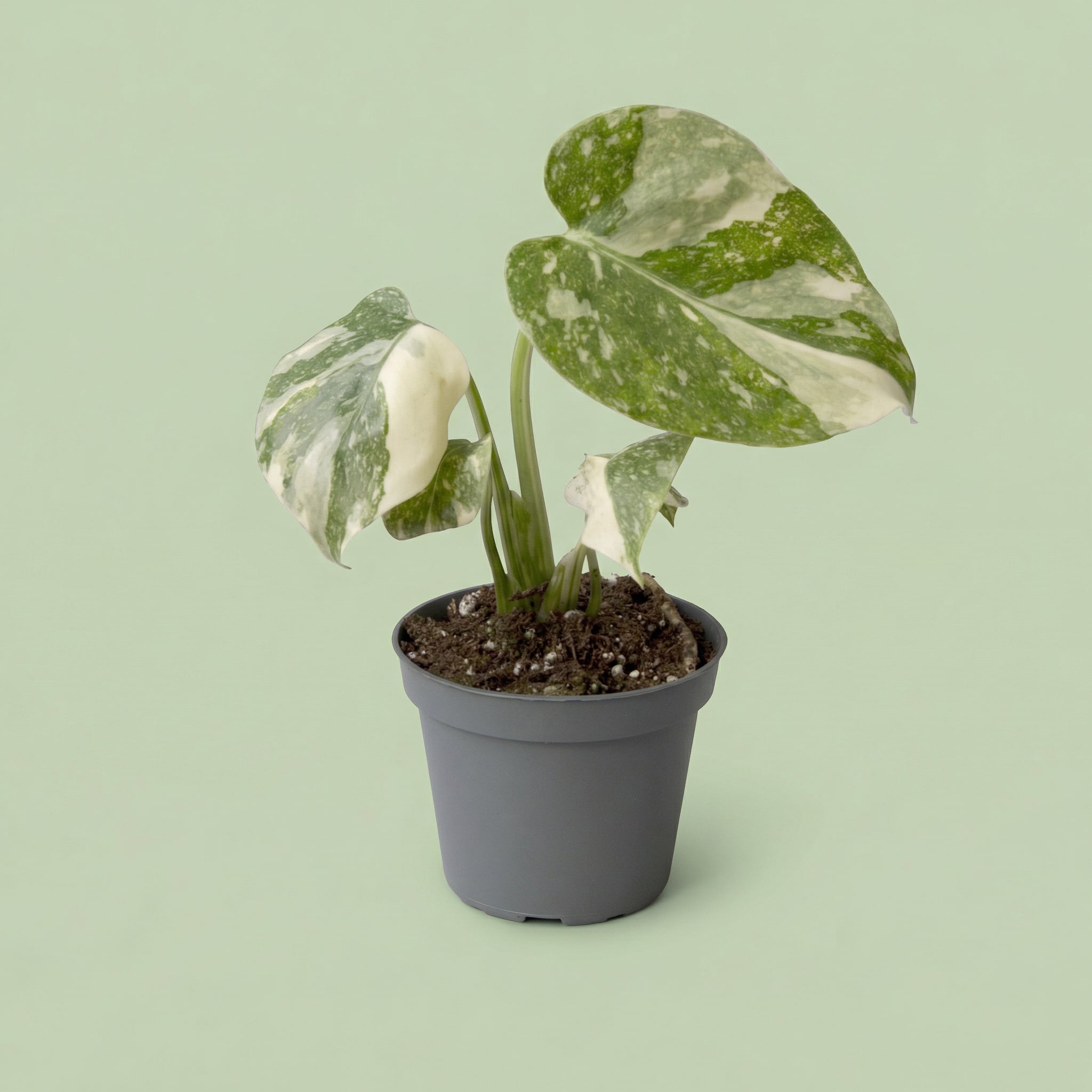 Monstera Thai Constellation XS - plants