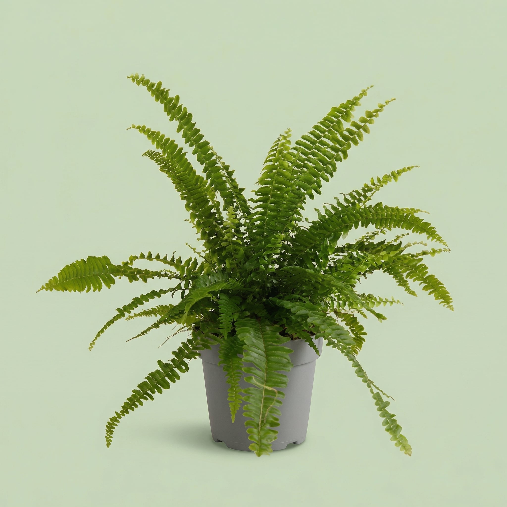 Nephrolepis Green Lady M - plants