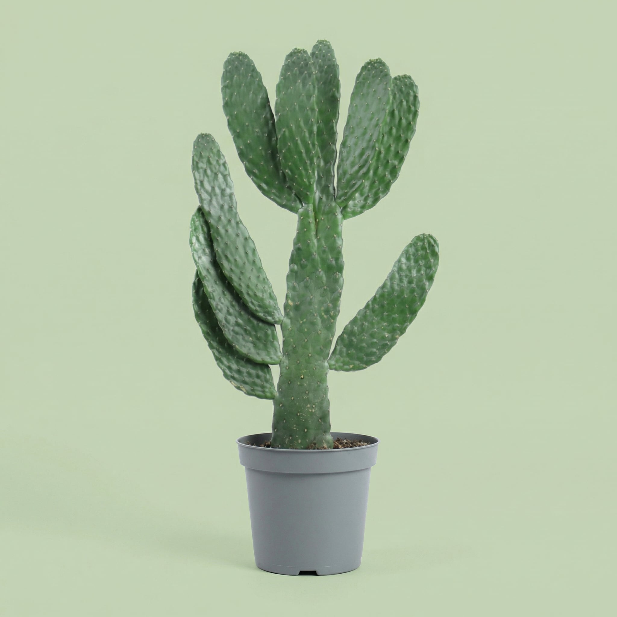 Opuntia Consolea L - plants