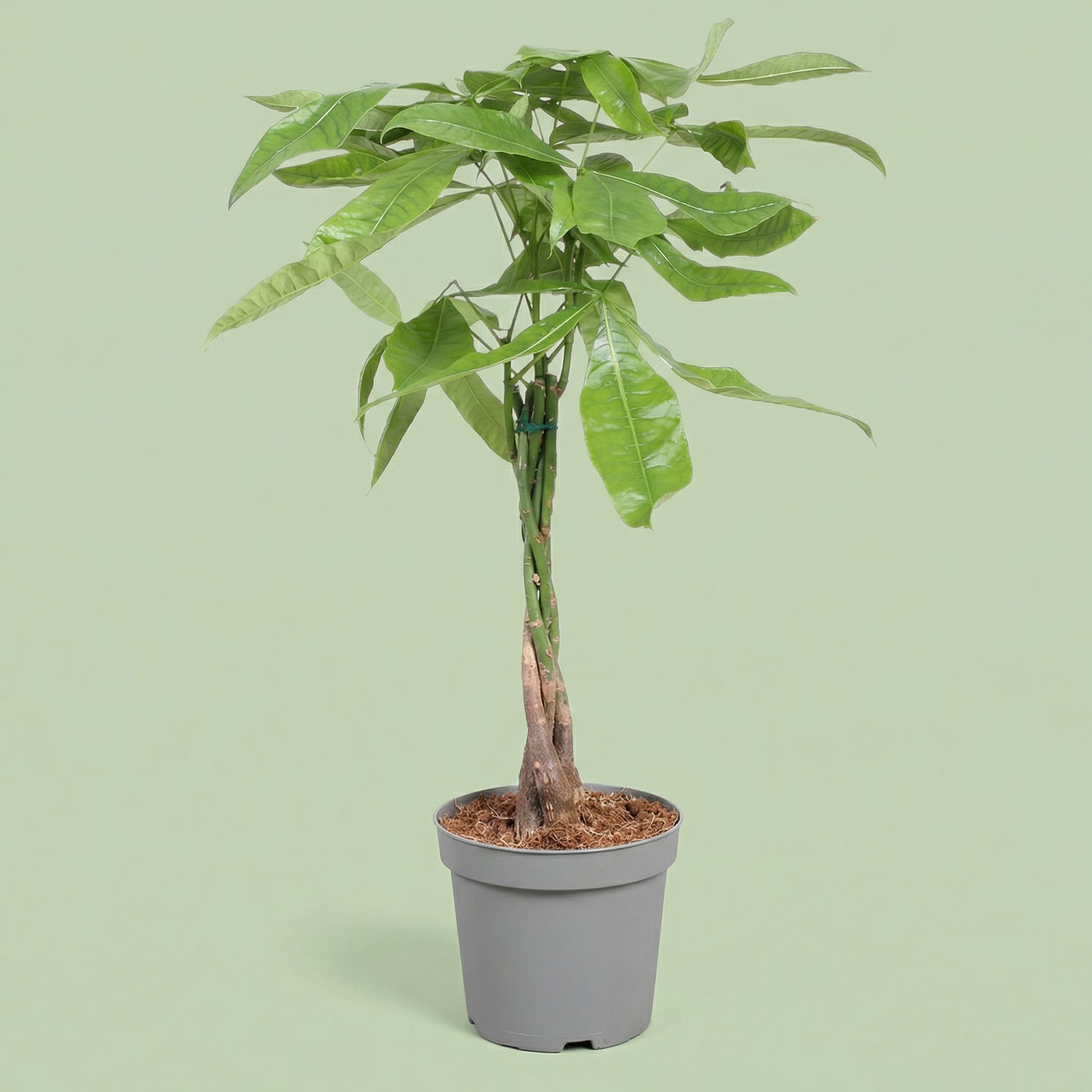 Pachira Aquatica L - plants