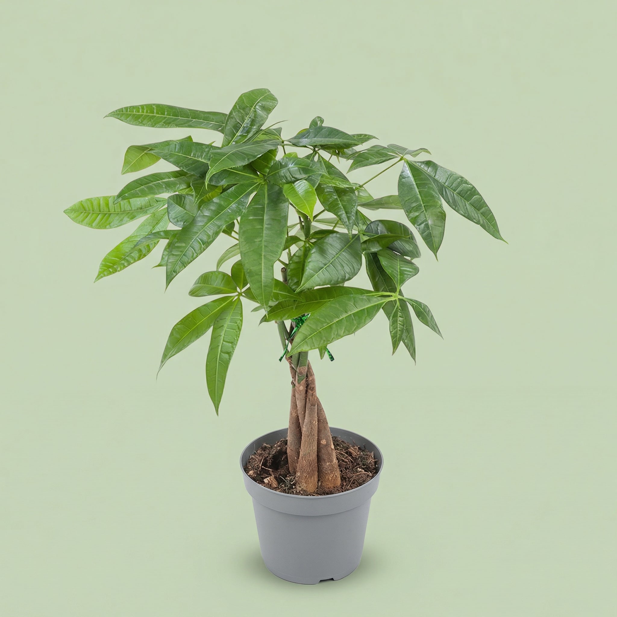 Pachira Aquatica M - plants