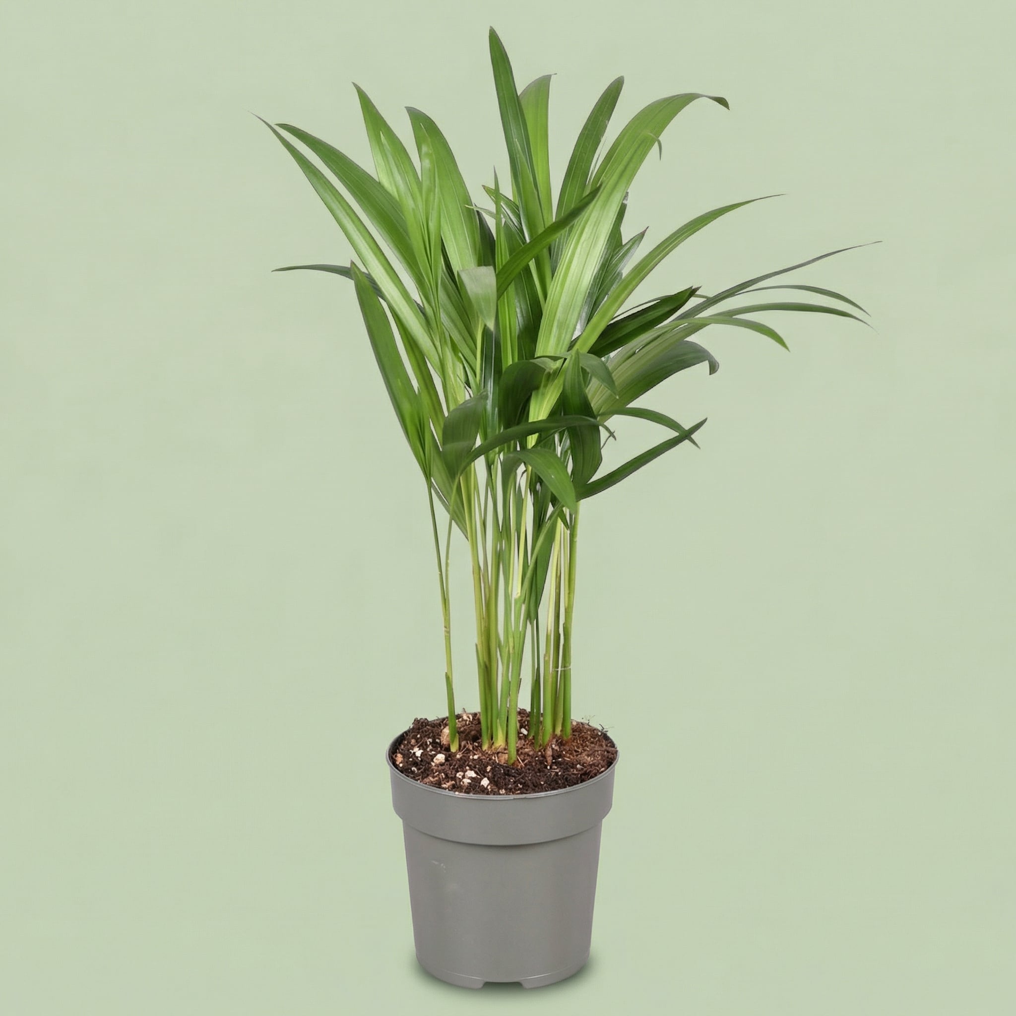 Palma Areca S - plants