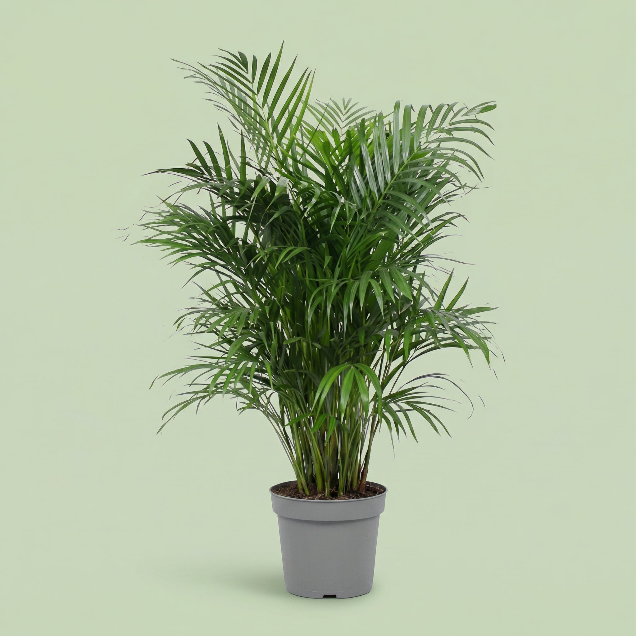 Palma Areca XXL - plants