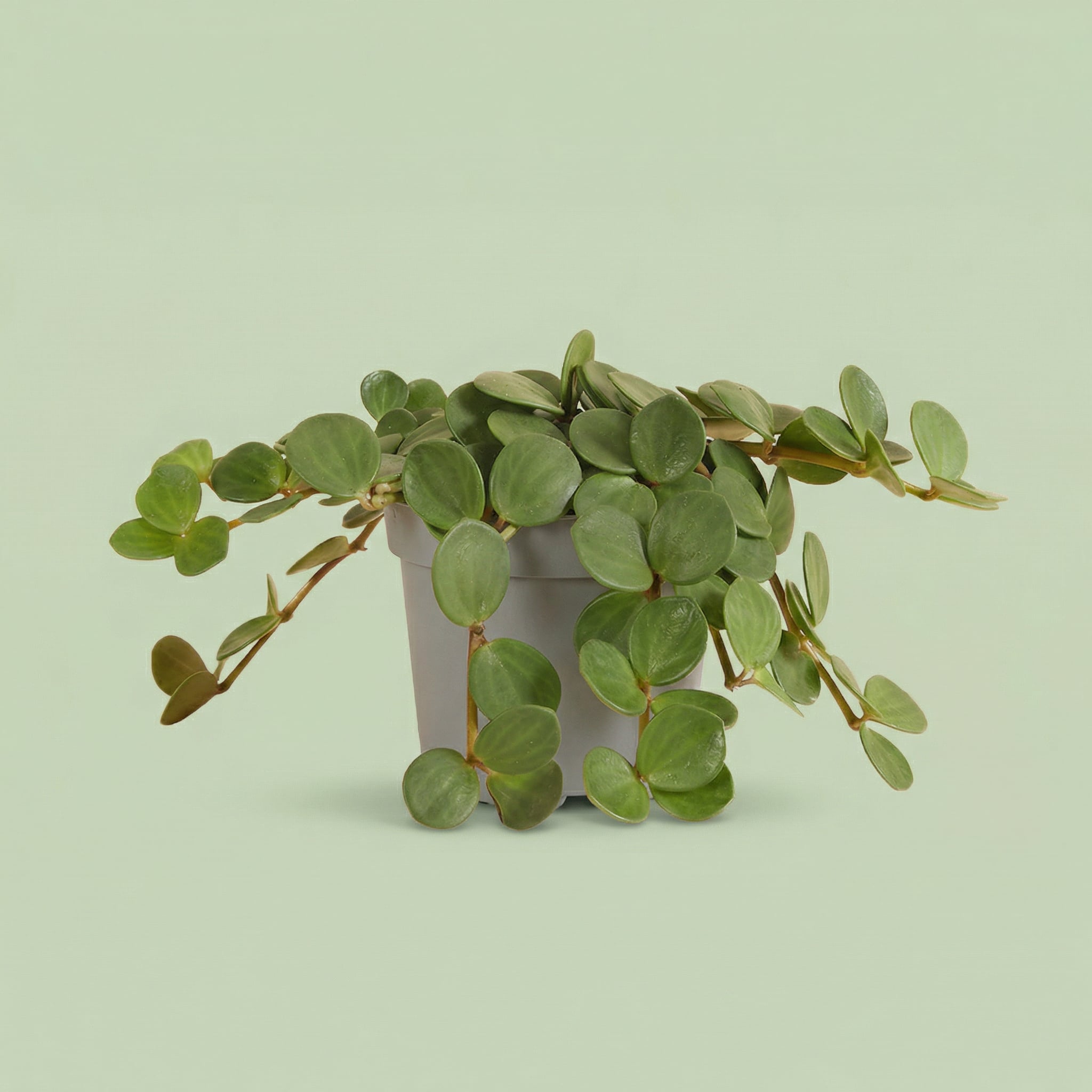 Peperomia Hope M - plants