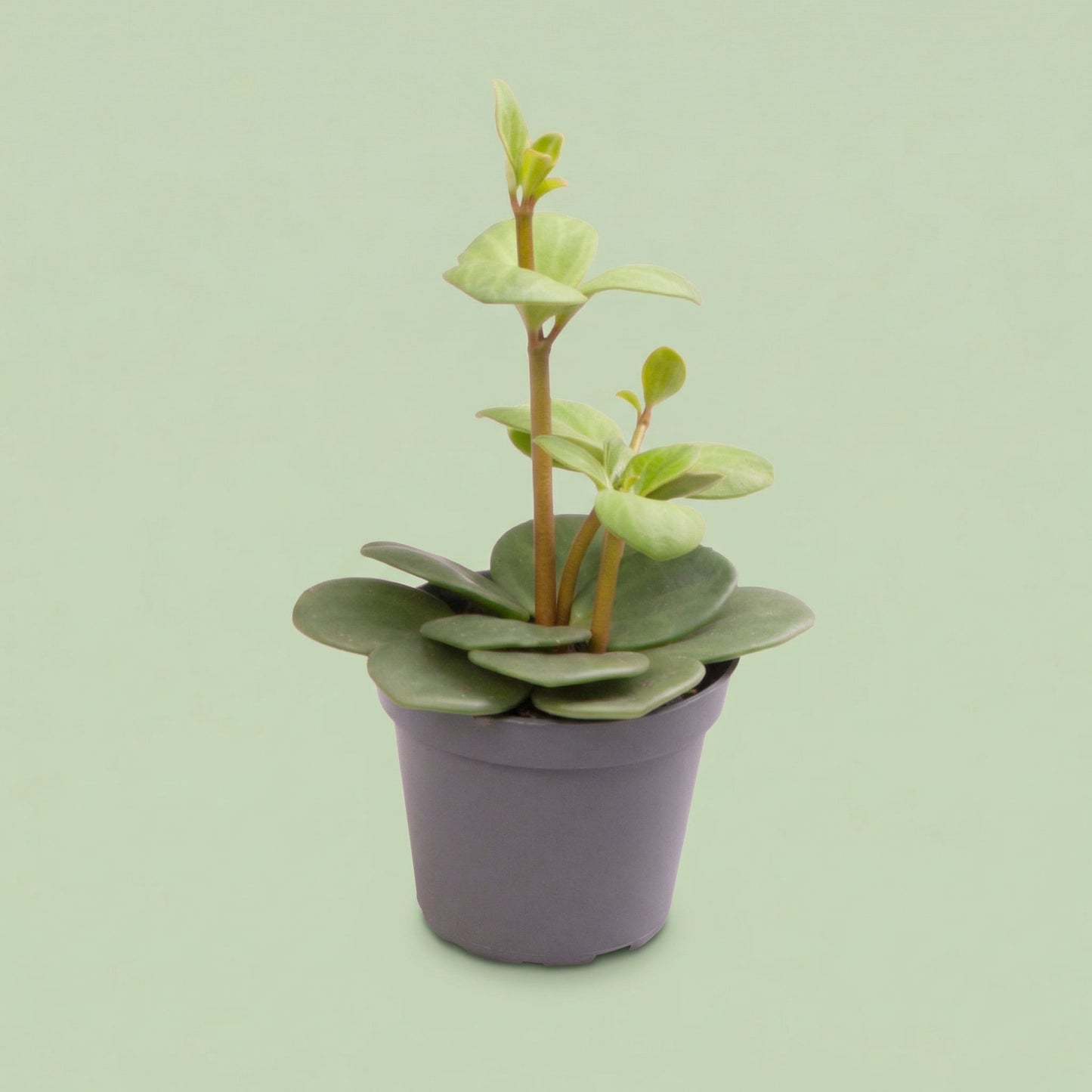 Peperomia Hope XS - plants