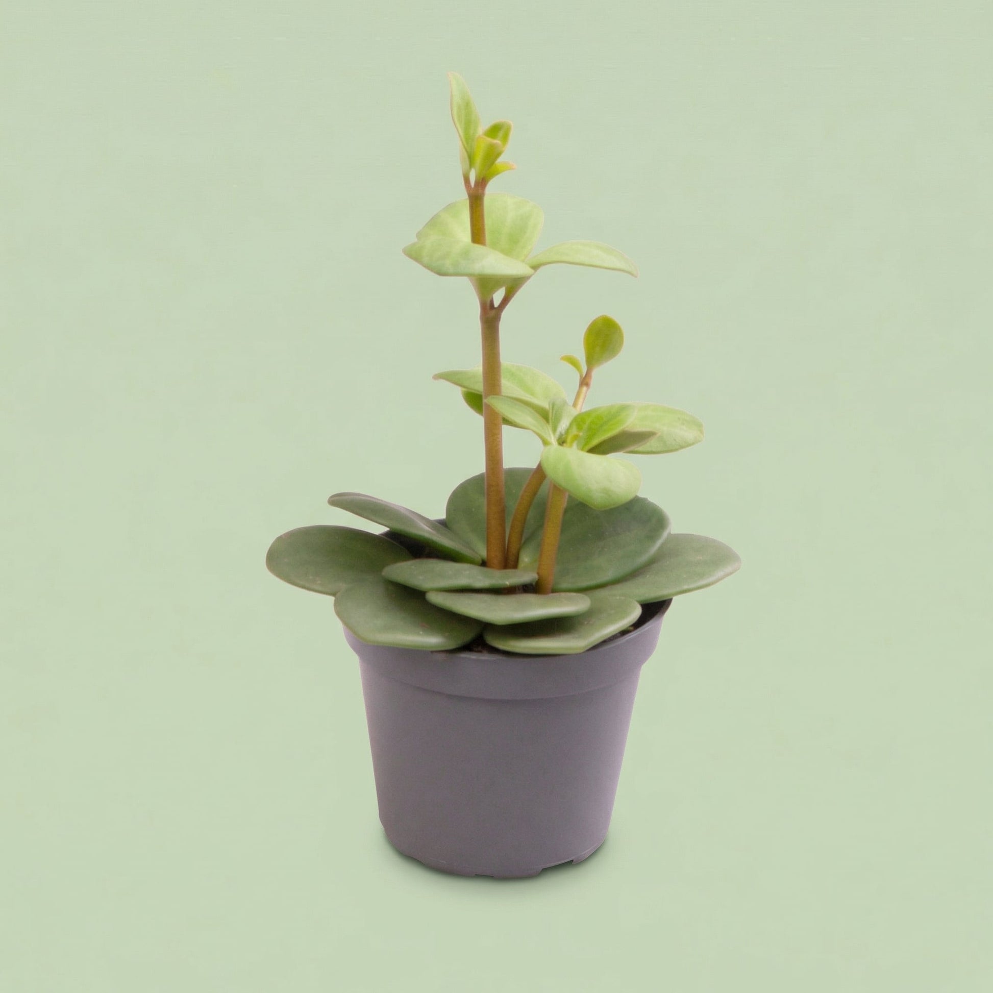 Peperomia Hope XS - plants