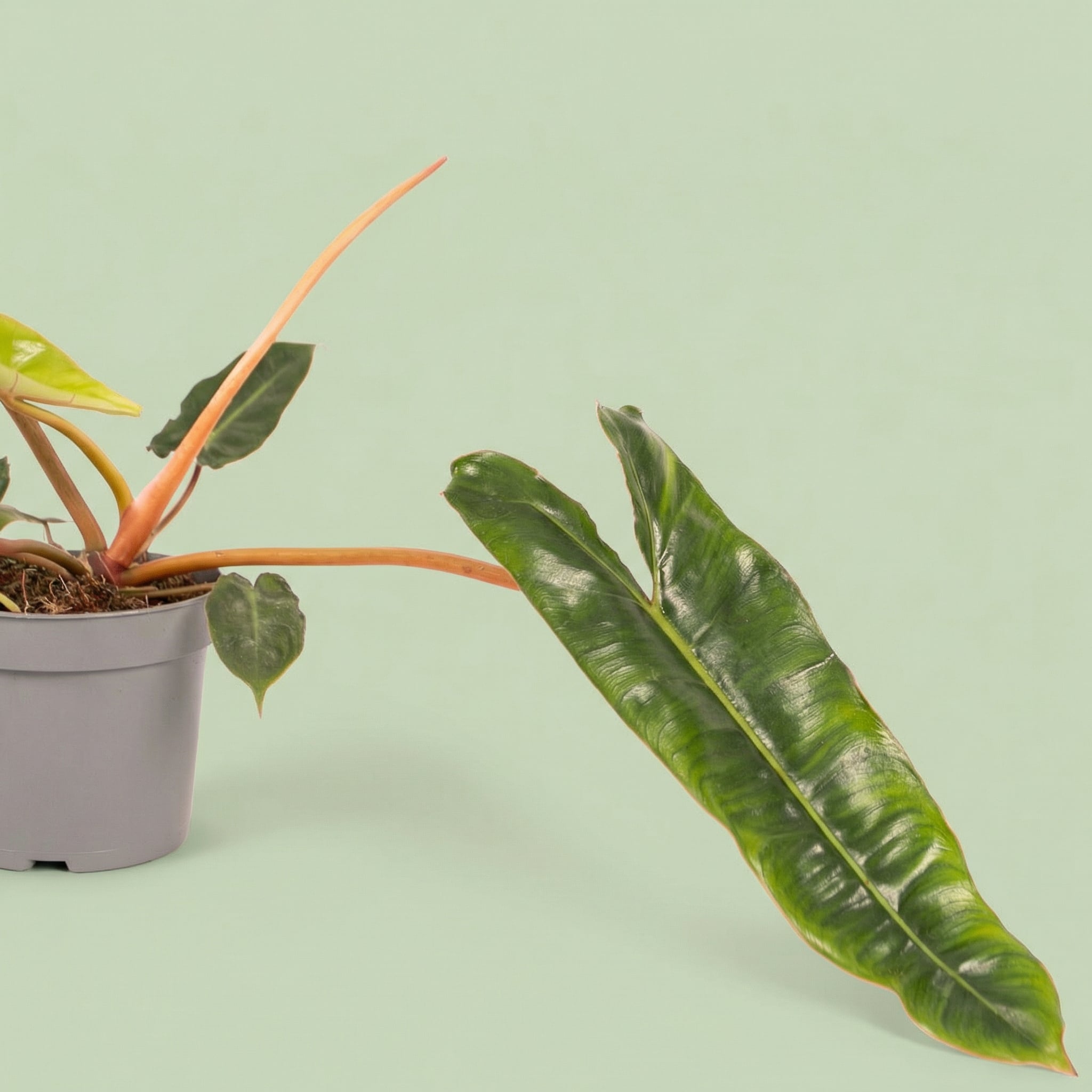 Philodendron Billietiae M vista 2 - plants