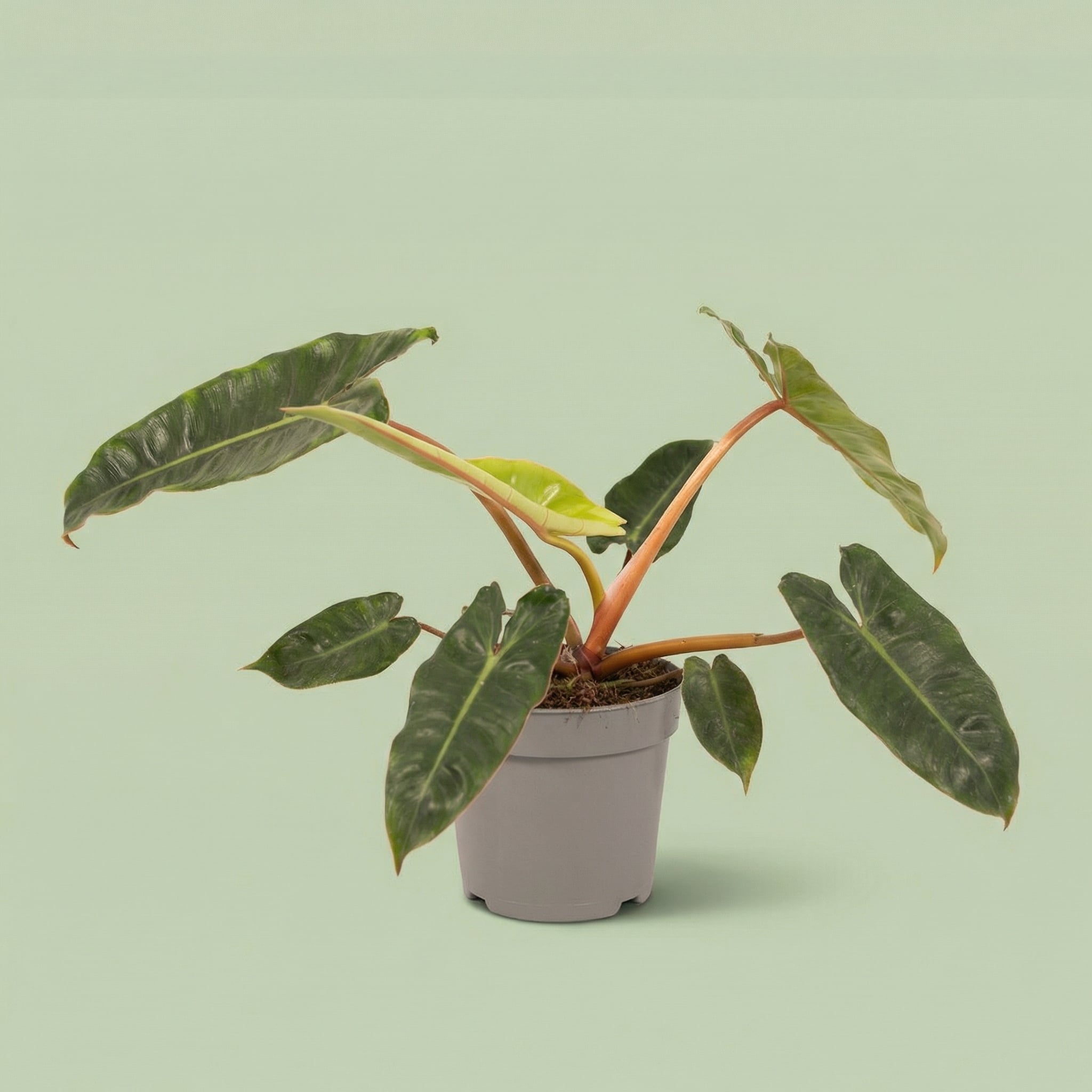 Philodendron Billietiae M vista 3 - plants