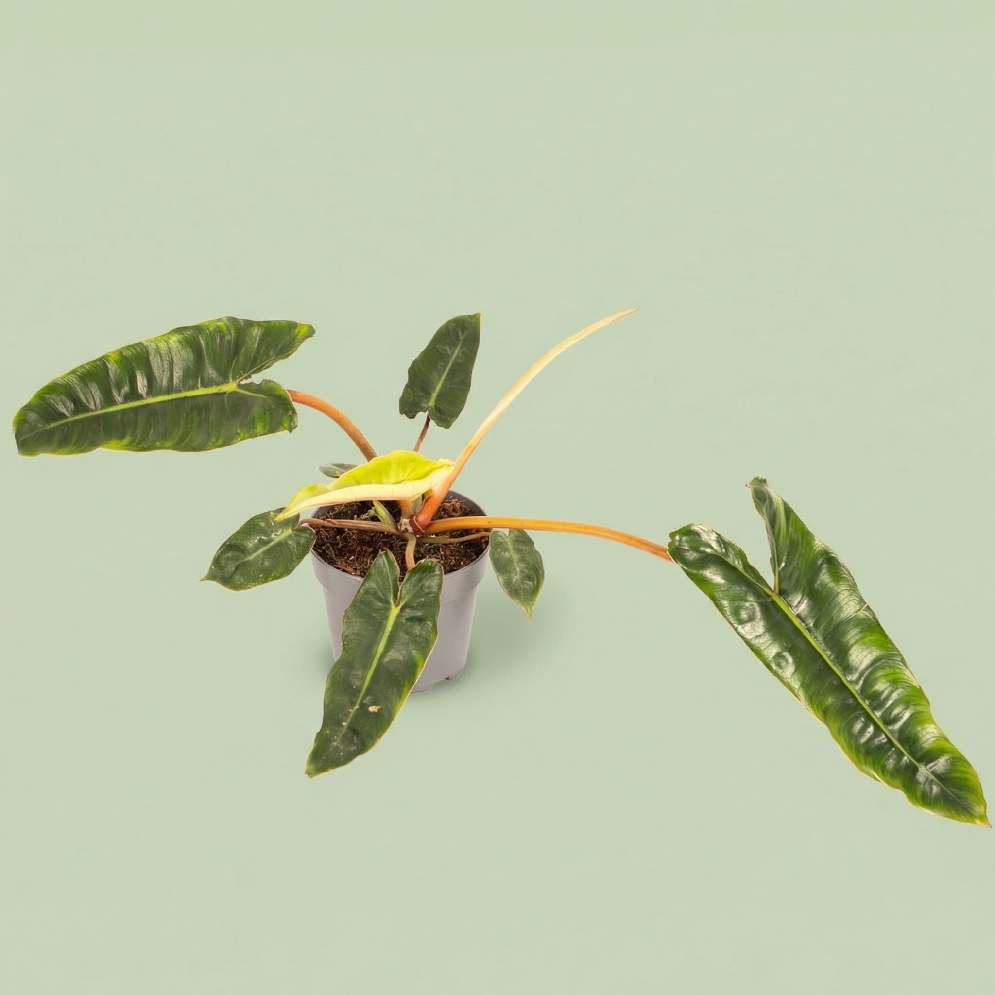 Philodendron Billietiae M vista 4 - plants