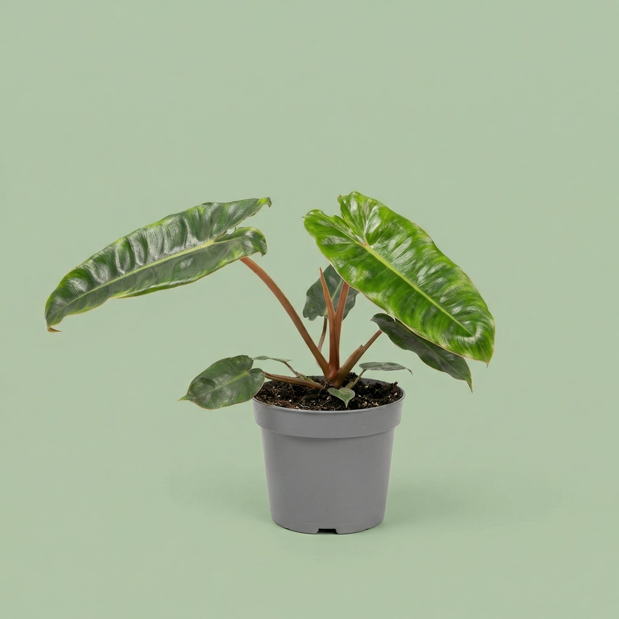 Philodendron Billietiae M vista 5 - plants